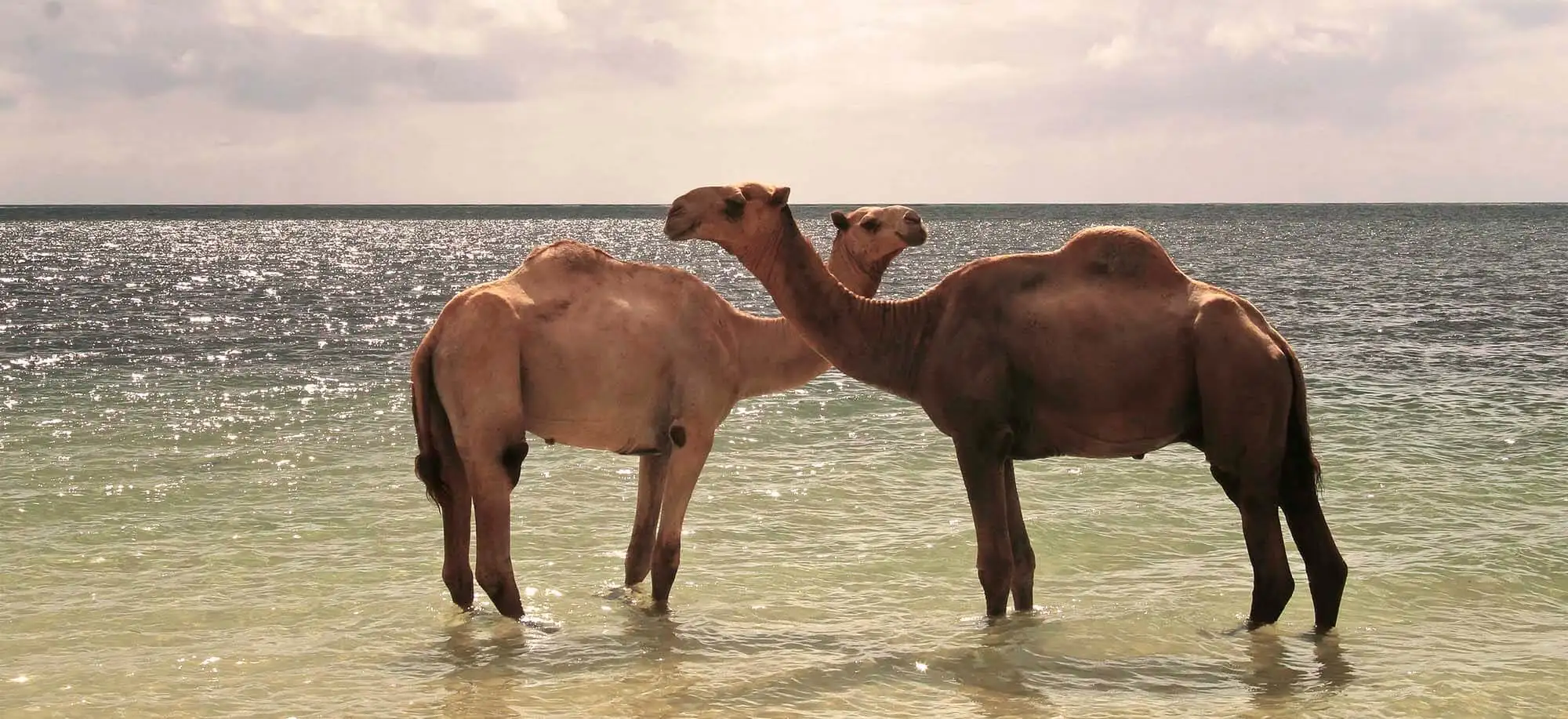 image-viajar-a-kenia-playas-de-kenia-g2.webp - Pangea Viajes