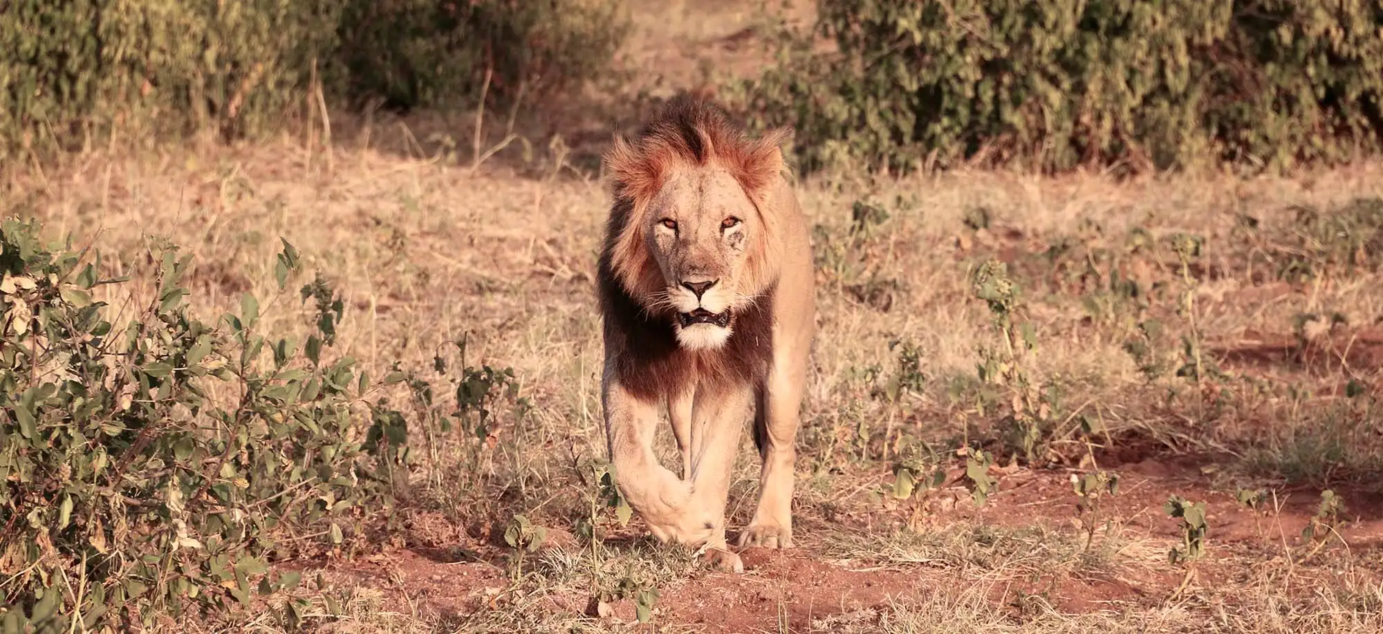 image-viajar-a-kenia-samburu-g1.webp - Pangea Viajes