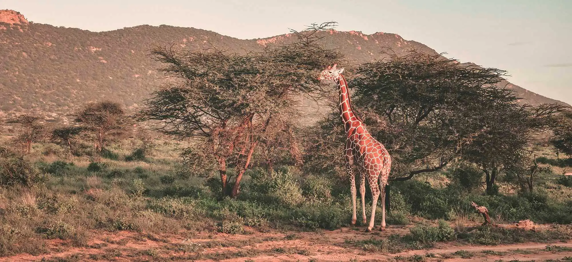 image-viajar-a-kenia-samburu-g3.webp - Pangea Viajes