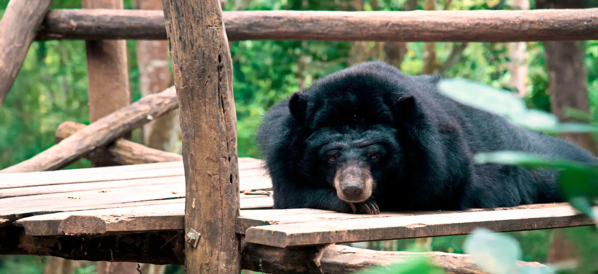 image-viajar-a-laos-cascadas-kuang-si-g-2.webp - Pangea Viajes