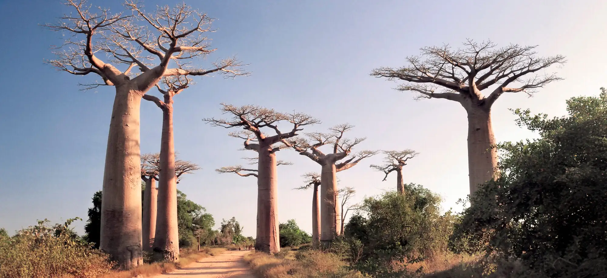 Viatges a l'Avinguda dels Baobabs