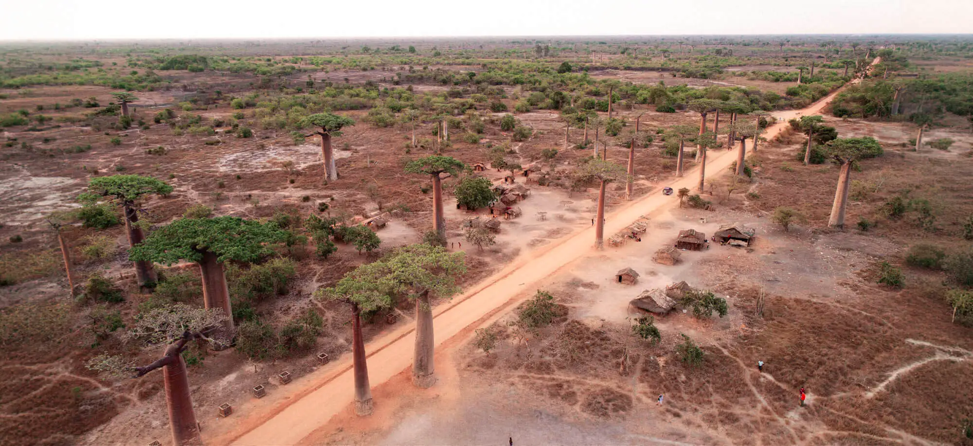 image-viajar-a-madagascar-avenida-de-los-baobabs-g-1.webp - Pangea Viajes