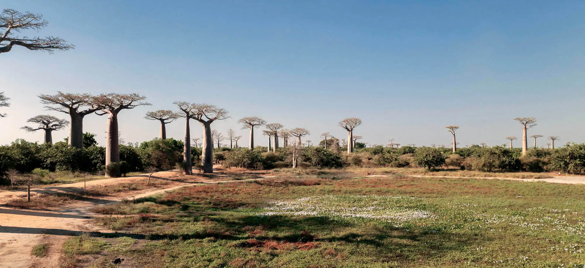 image-viajar-a-madagascar-avenida-de-los-baobabs-g-2.webp - Pangea Viajes