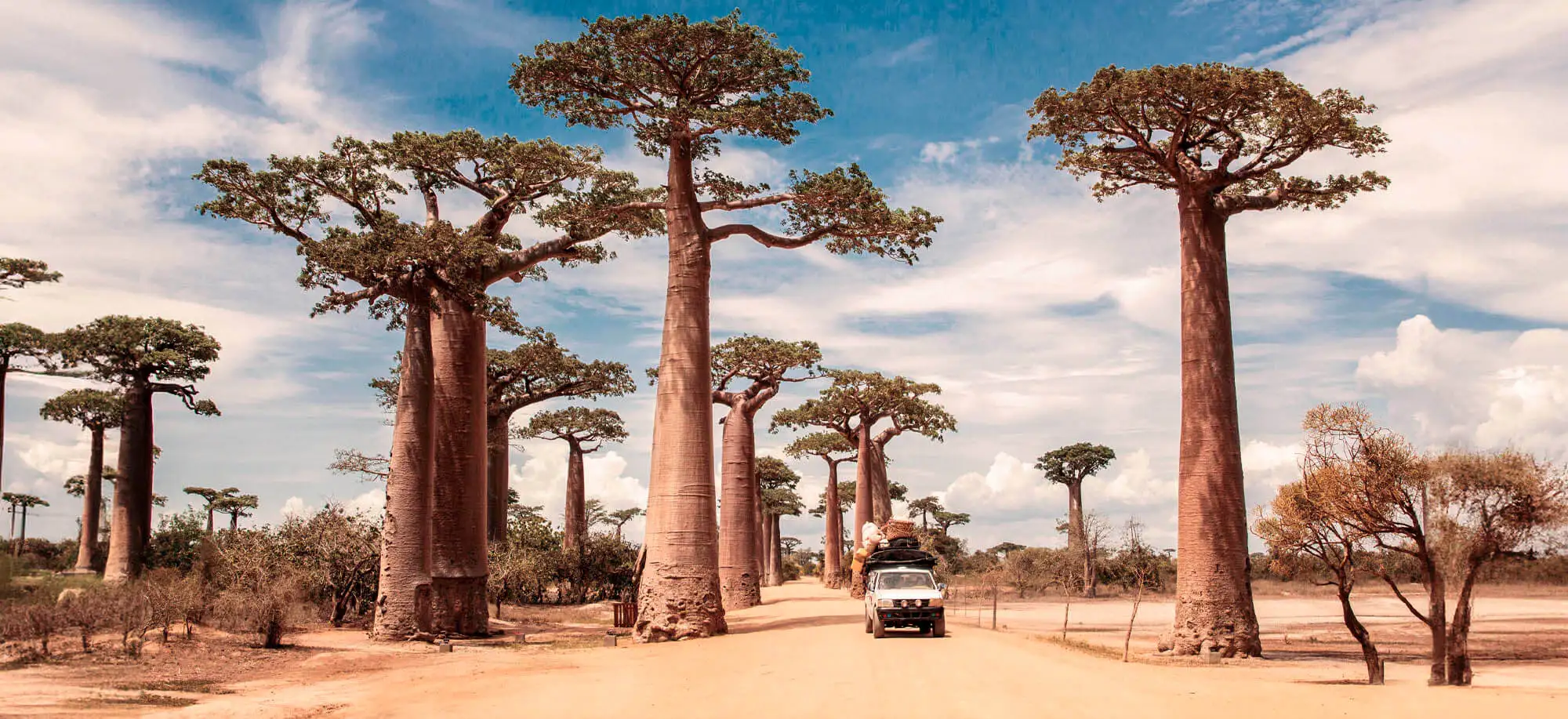 image-viajar-a-madagascar-avenida-de-los-baobabs-g-3.webp - Pangea Viajes