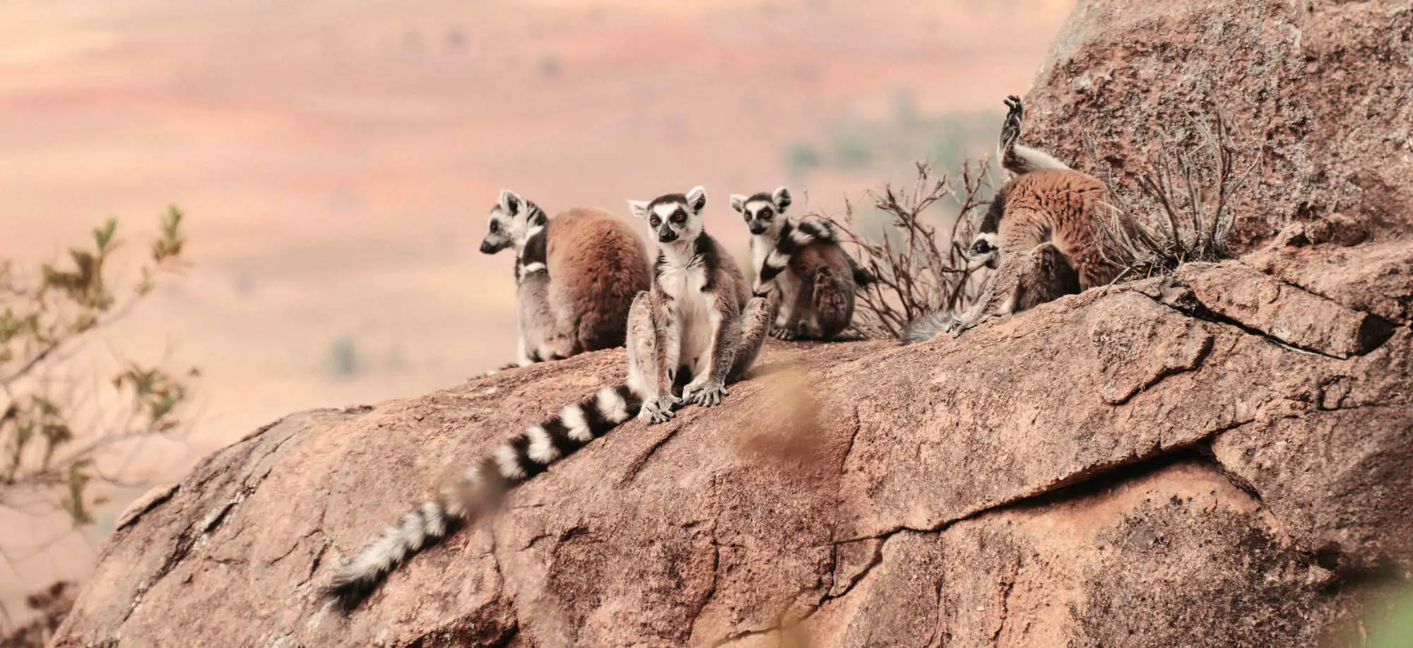 image-viajar-a-madagascar-lémures-g-2.webp - Pangea Viajes