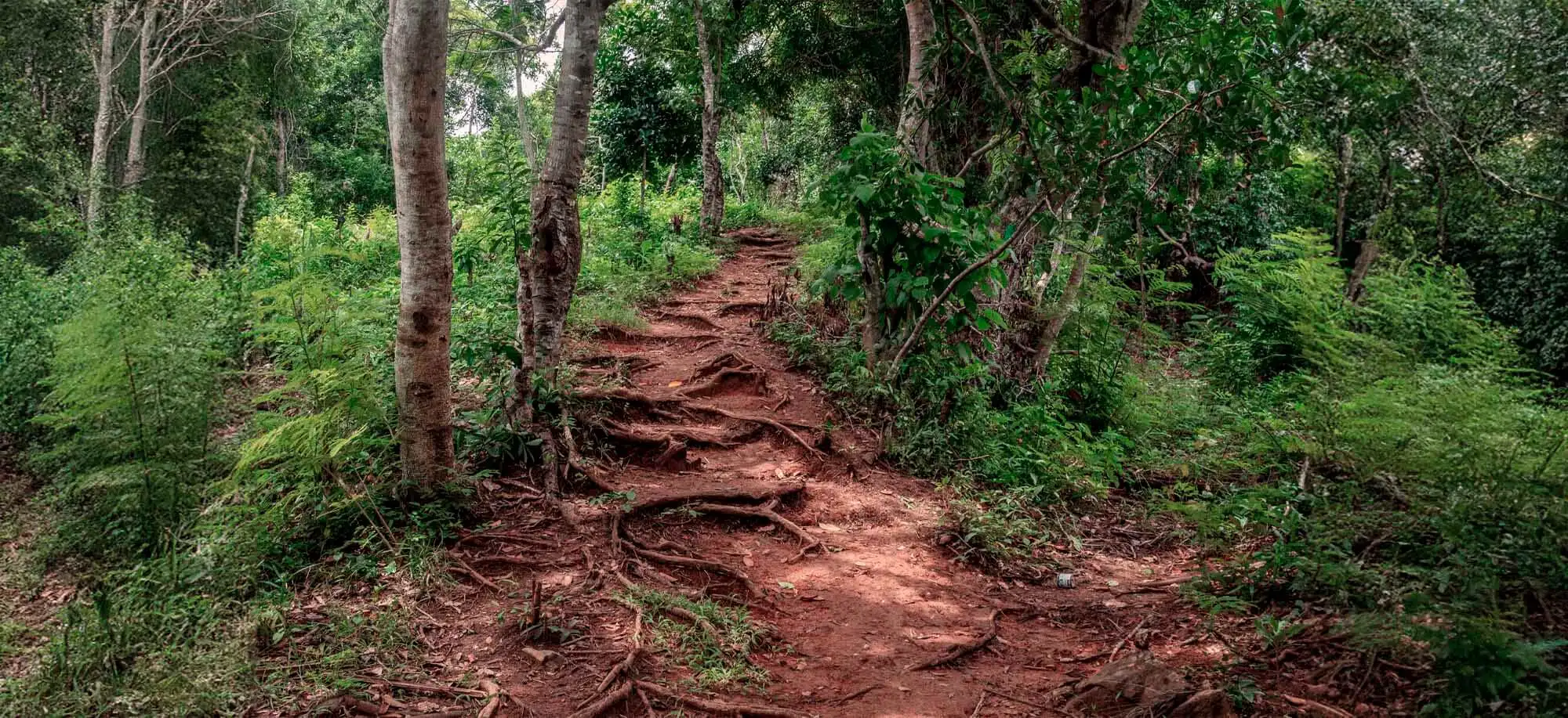 image-viajar-a-madagascar-playas-de-nosy-be-g-3.webp - Pangea Viajes