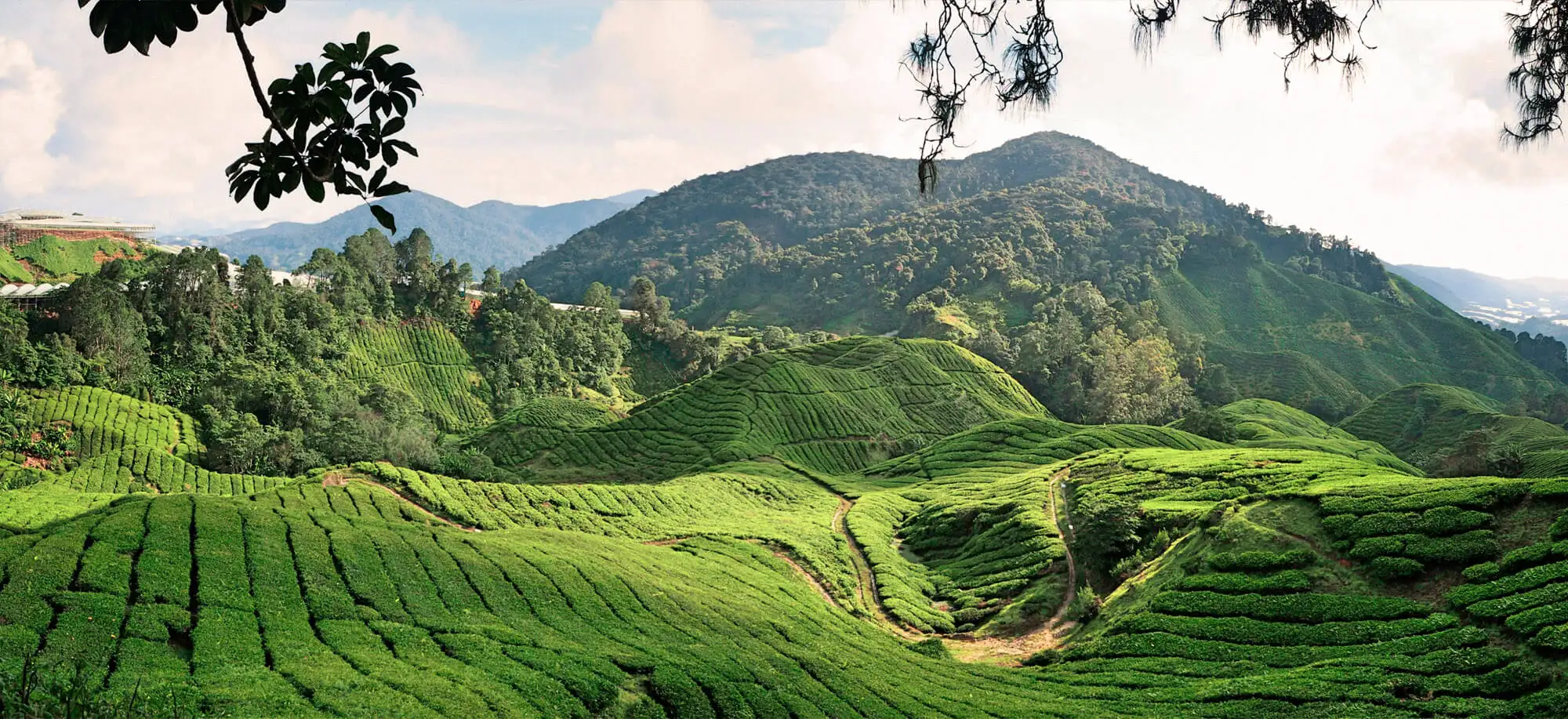 Viatges a Cameron Highlands