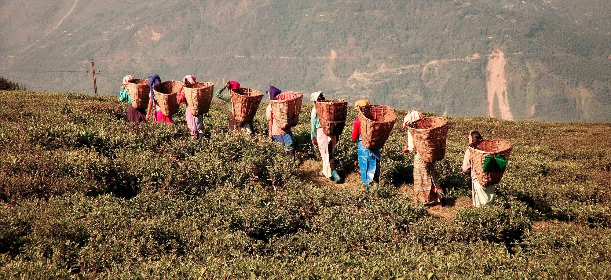 image-viajar-a-malasia-cameron-highlands-g-1.webp - Pangea Viajes