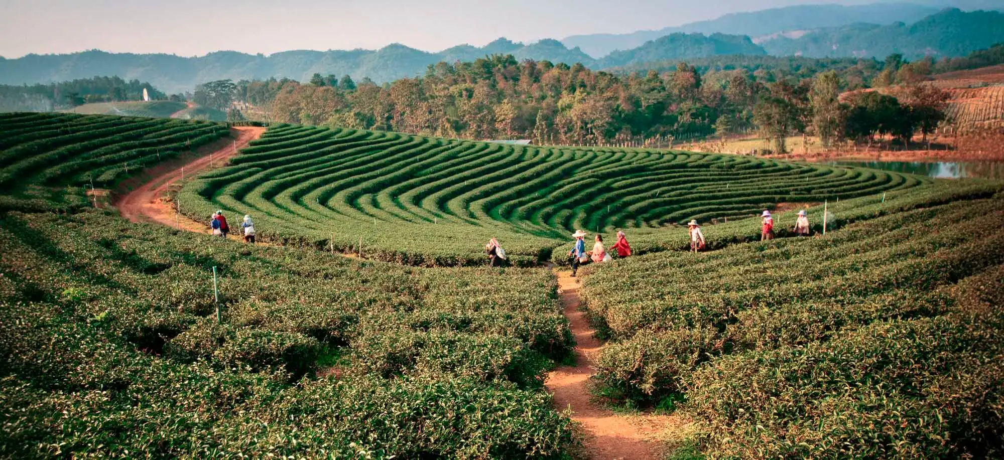 image-viajar-a-malasia-cameron-highlands-g-3.webp - Pangea Viajes