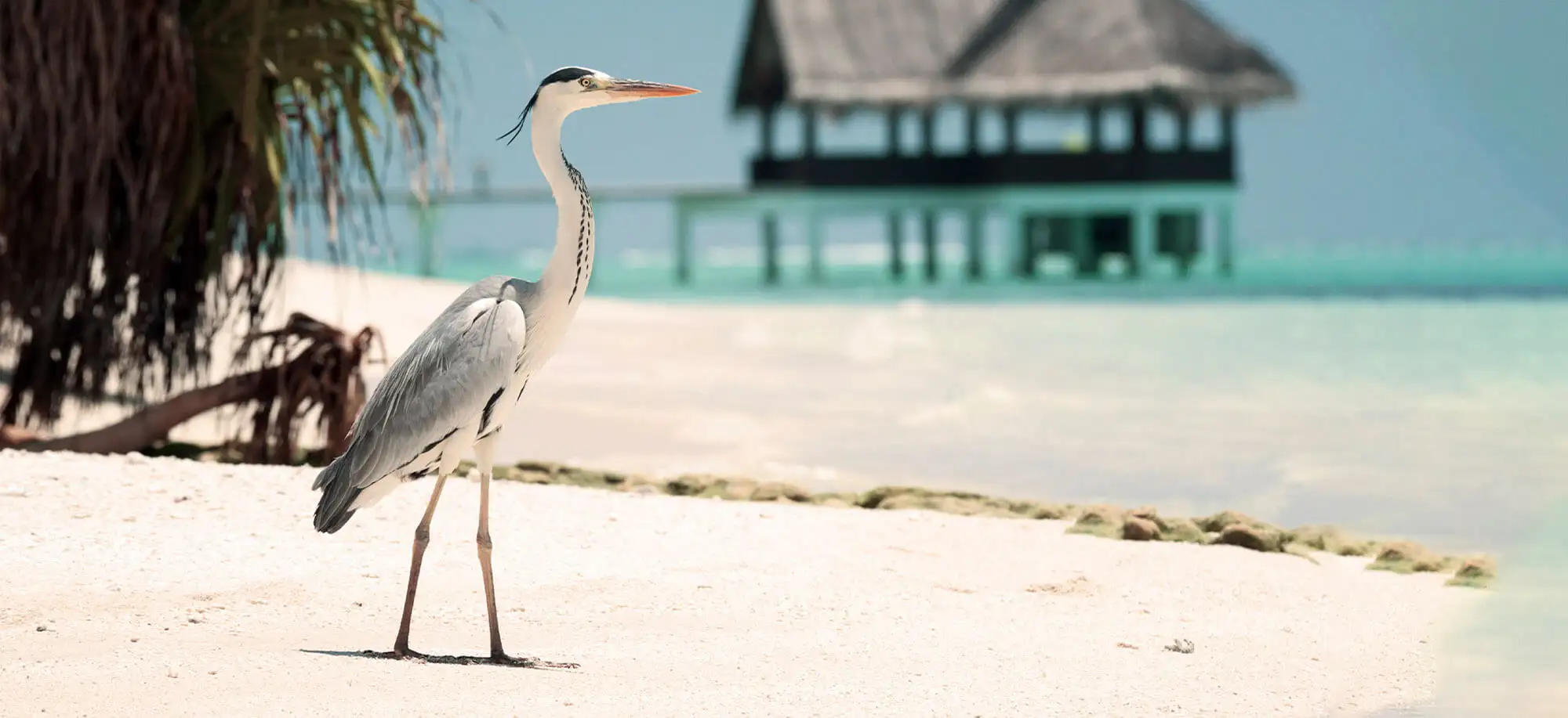 image-viajar-a-maldives-velassuru-maldives-g3.webp - Pangea Viajes