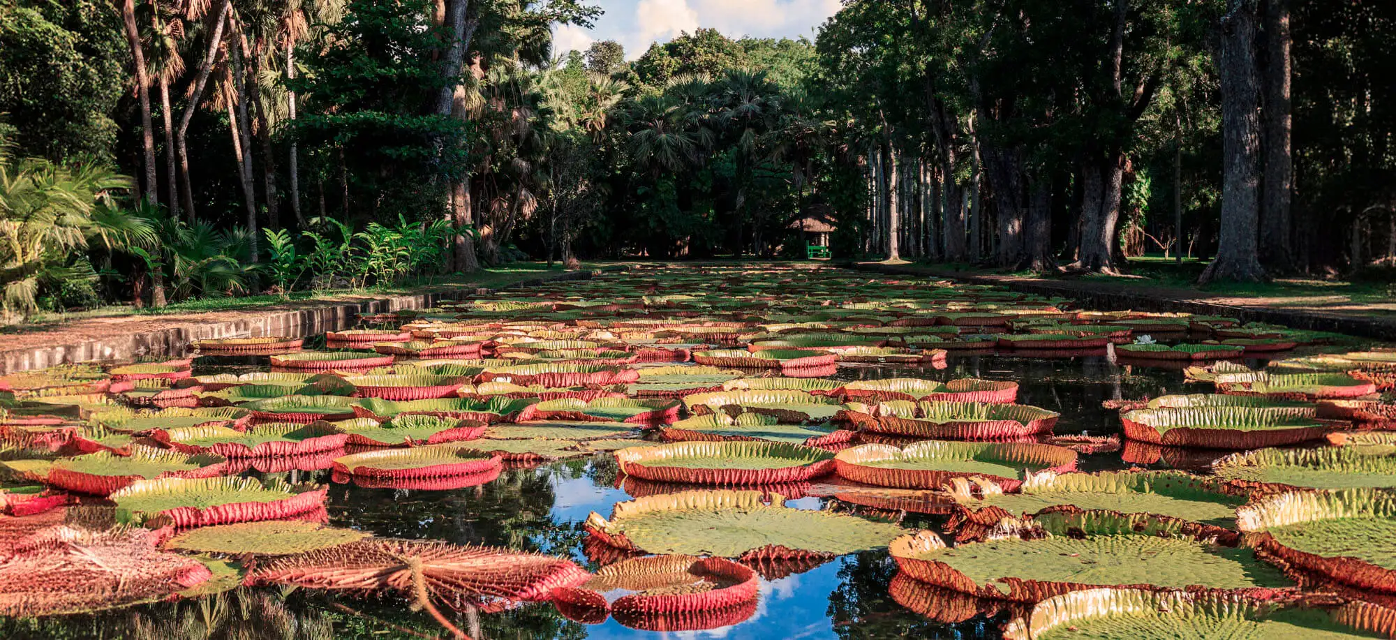 Viatges al Jardí Botànic Pamplemousses