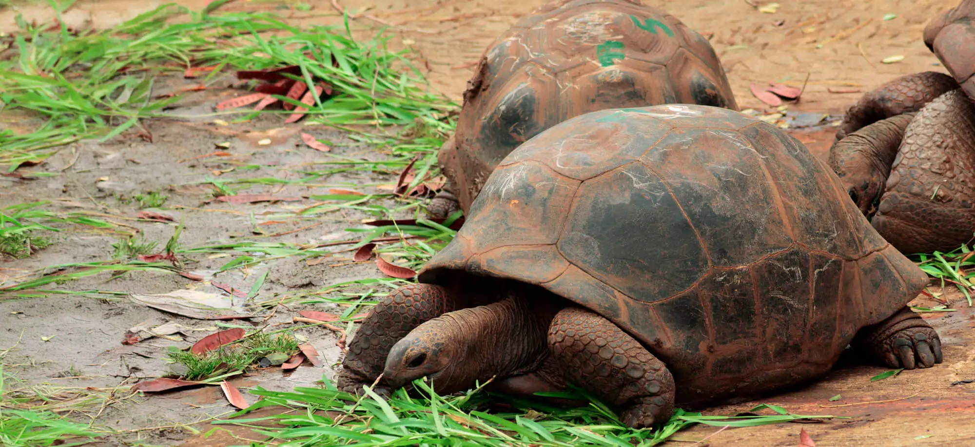 image-viajar-a-mauricio-jardín-botánico-pamplemousses-g-2.webp - Pangea Viajes