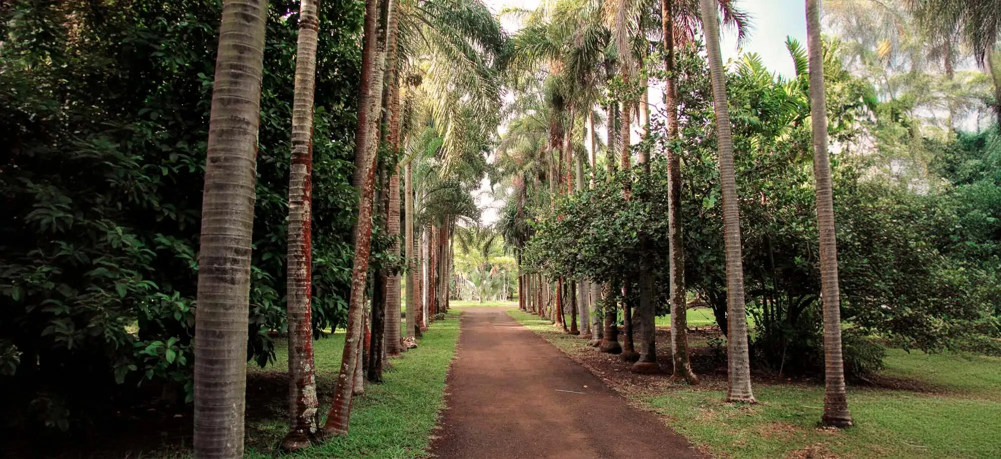 image-viajar-a-mauricio-jardín-botánico-pamplemousses-g-3.webp - Pangea Viajes