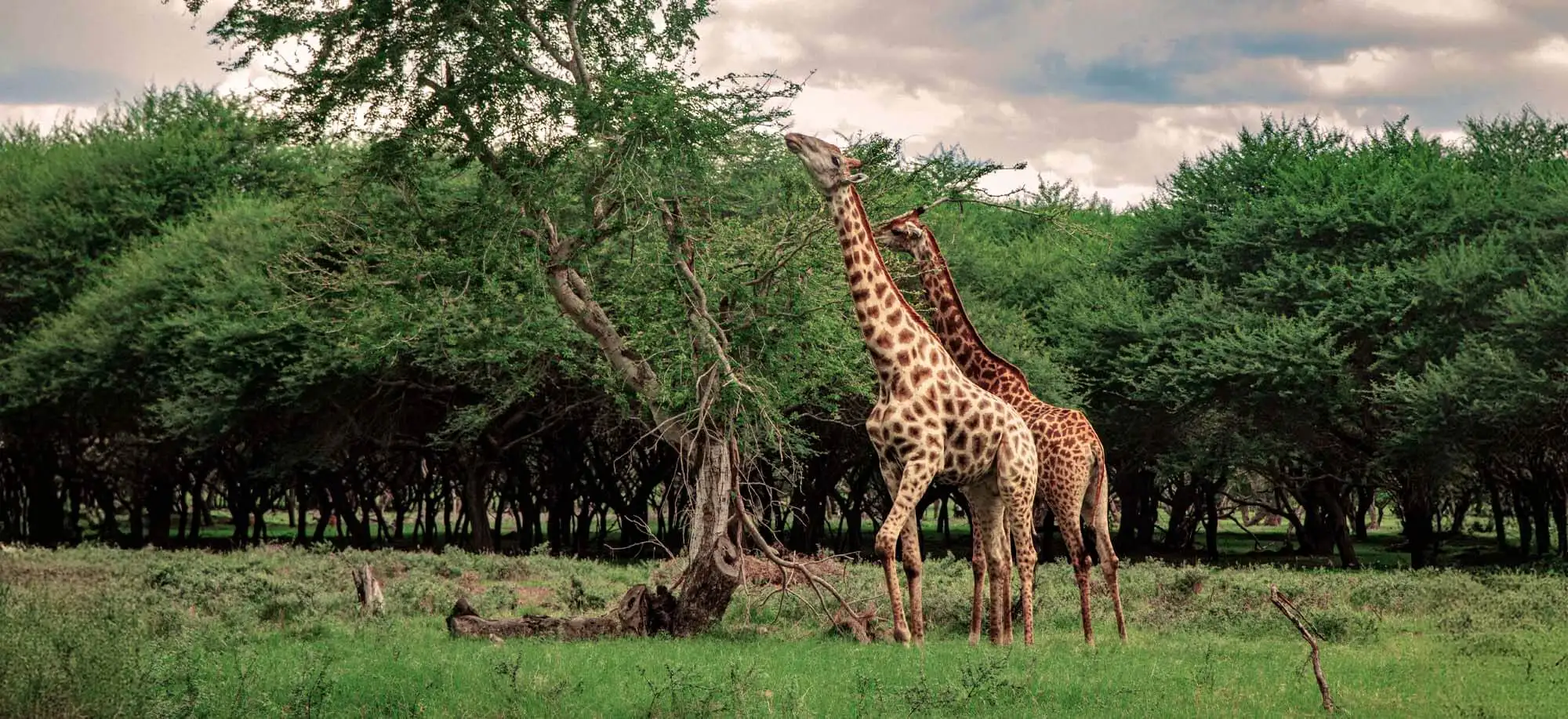 image-viajar-a-mauricio-parque-de-aventuras-de-casela-g-2.webp - Pangea Viajes