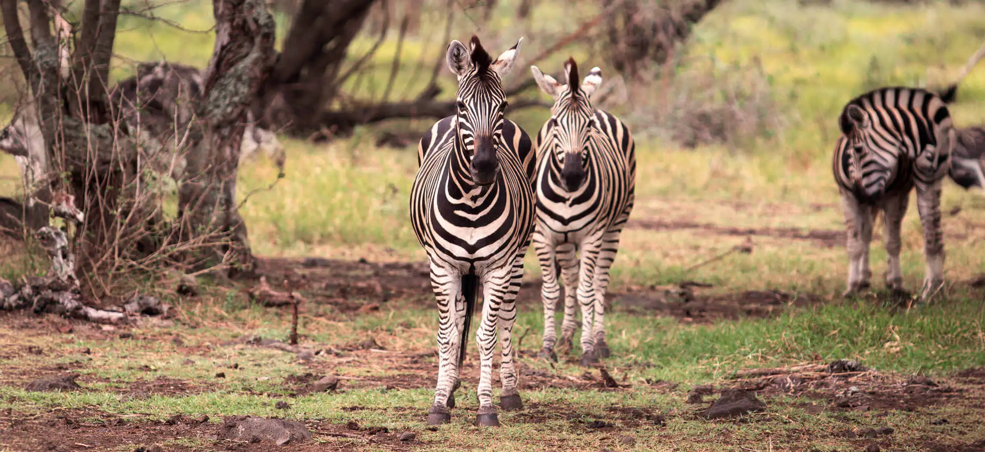 image-viajar-a-mauricio-parque-de-aventuras-de-casela-g-3.webp - Pangea Viajes