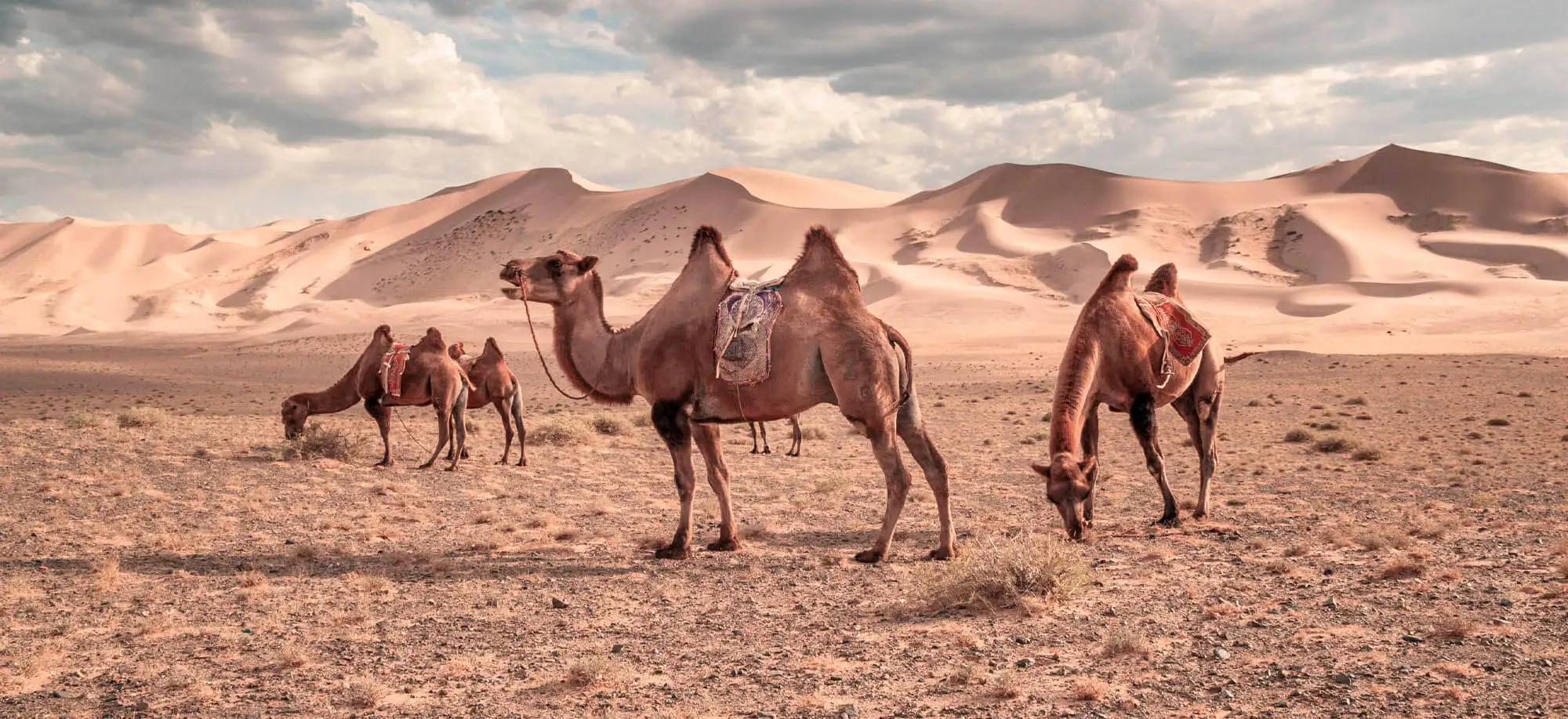 image-viajar-a-mongolia-dunas-de-arena-khongoryn-g-1.webp - Pangea Viajes