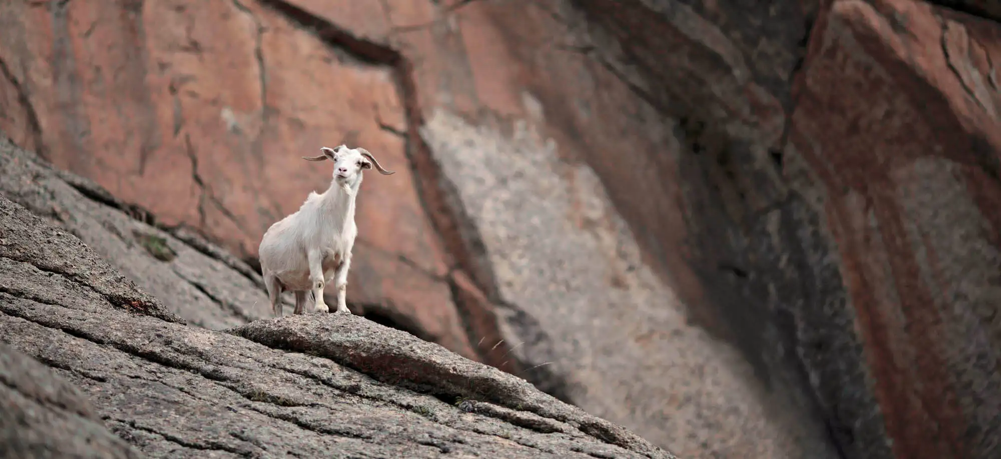 image-viajar-a-mongolia-parque-nacional-gorkhi-terelj-g-3.webp - Pangea Viajes
