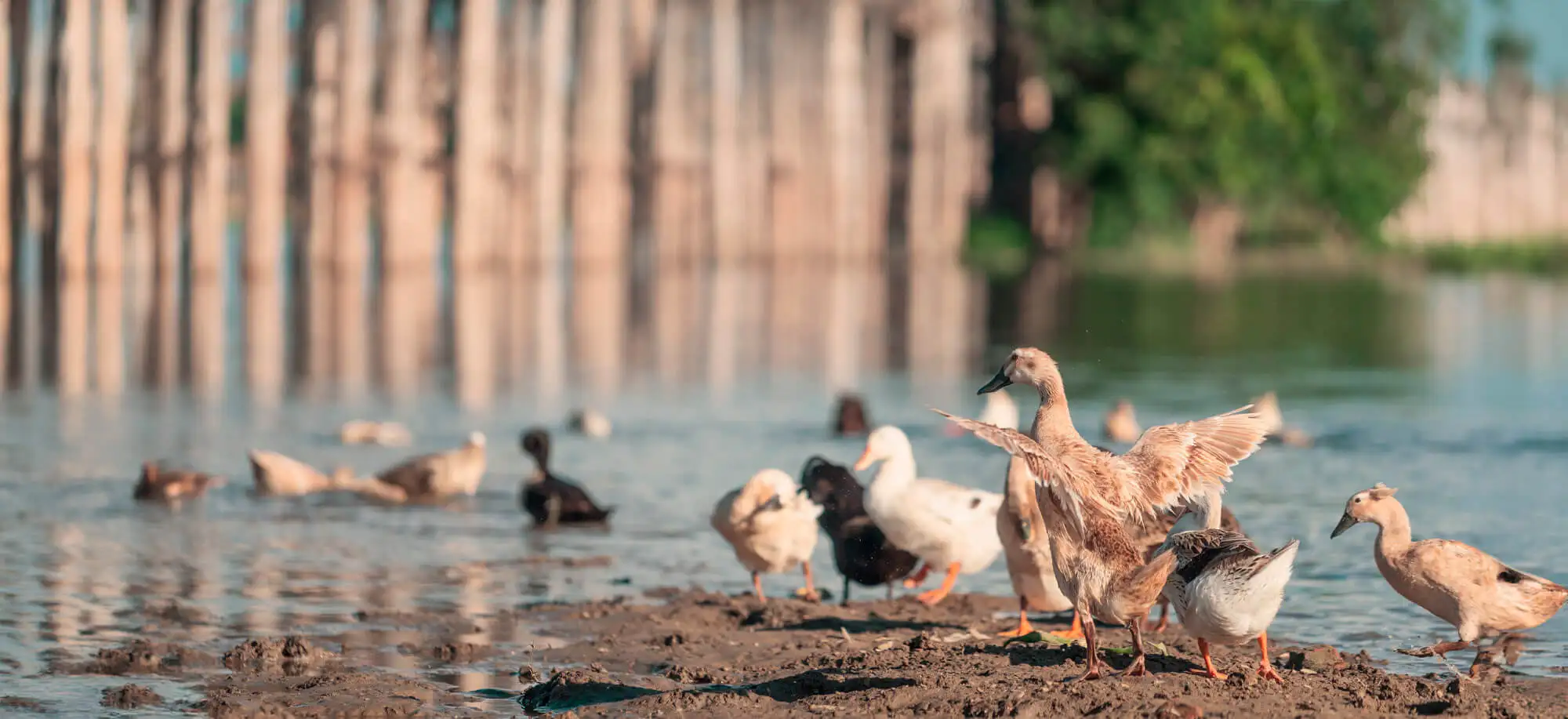 image-viajar-a-myanmar-puente-u-bein-g-2.webp - Pangea Viajes