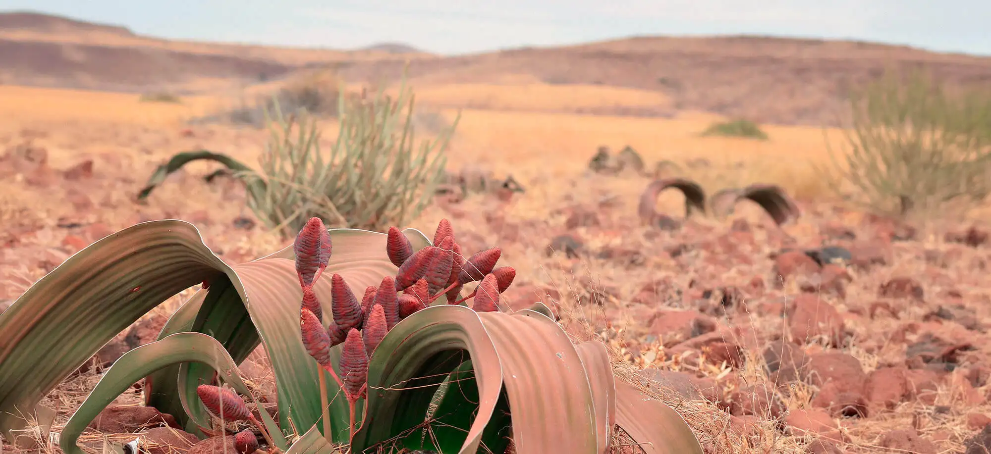 image-viajar-a-namibia-damaraland-g-3.webp - Pangea Viajes