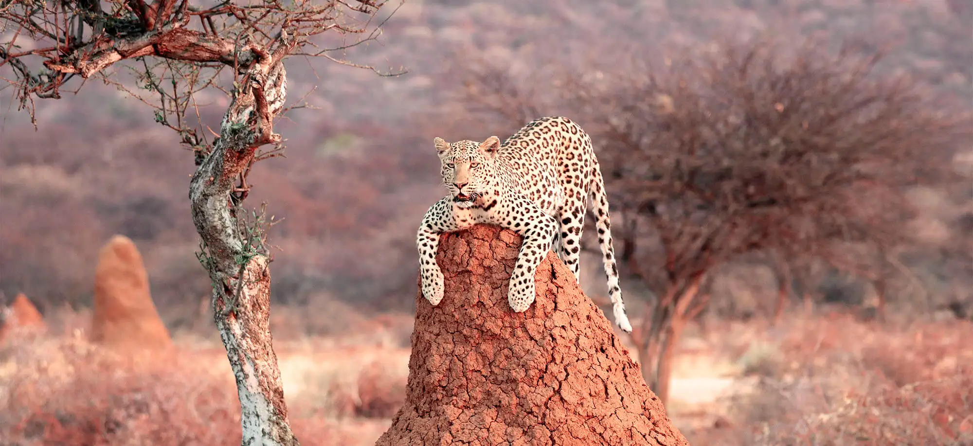 image-viajar-a-namibia-parque-nacional-etosha-g-1.webp - Pangea Viajes