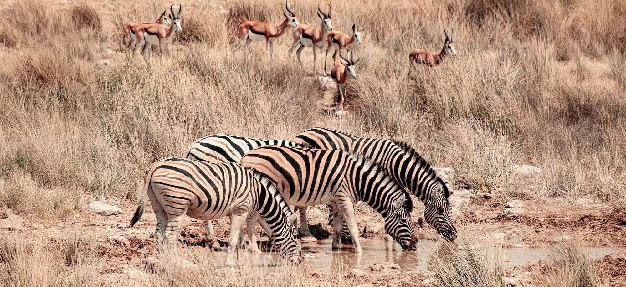 image-viajar-a-namibia-parque-nacional-etosha-g-2.webp - Pangea Viajes