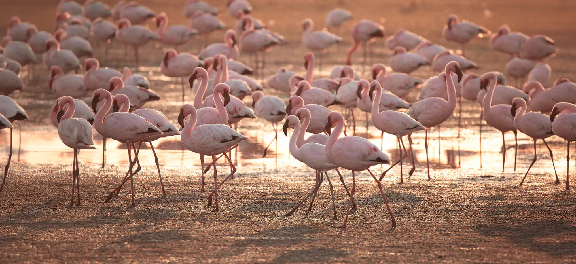image-viajar-a-namibia-swakopmund-g-1.webp - Pangea Viajes