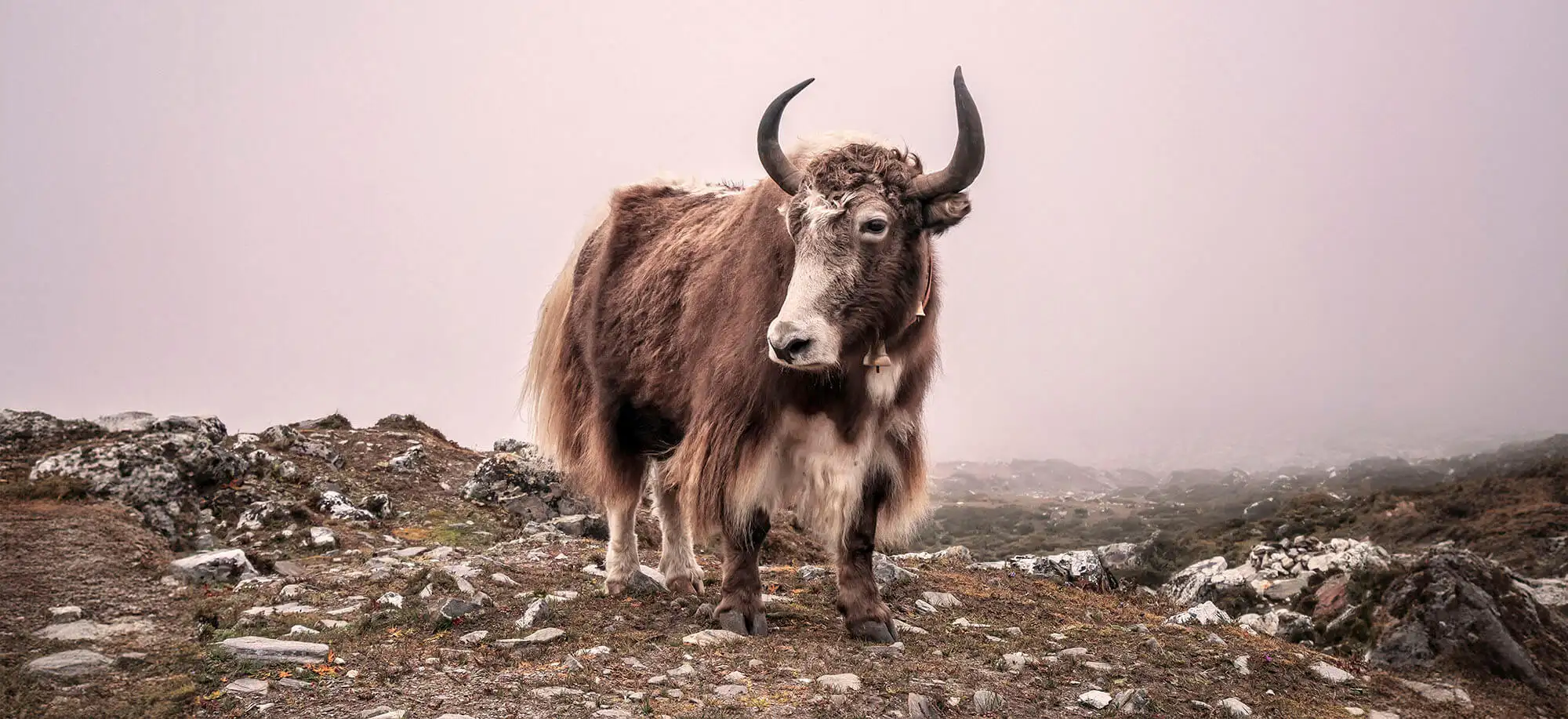 image-viajar-a-nepal-nagarkot-g-3.webp - Pangea Viajes