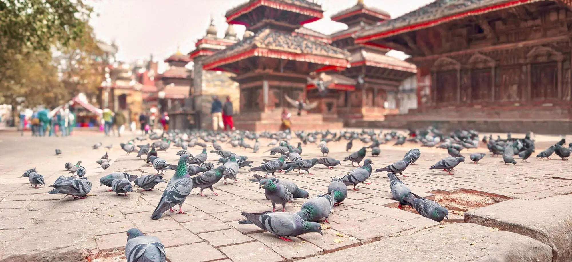 image-viajar-a-nepal-plaza-durbar-g-3.webp - Pangea Viajes