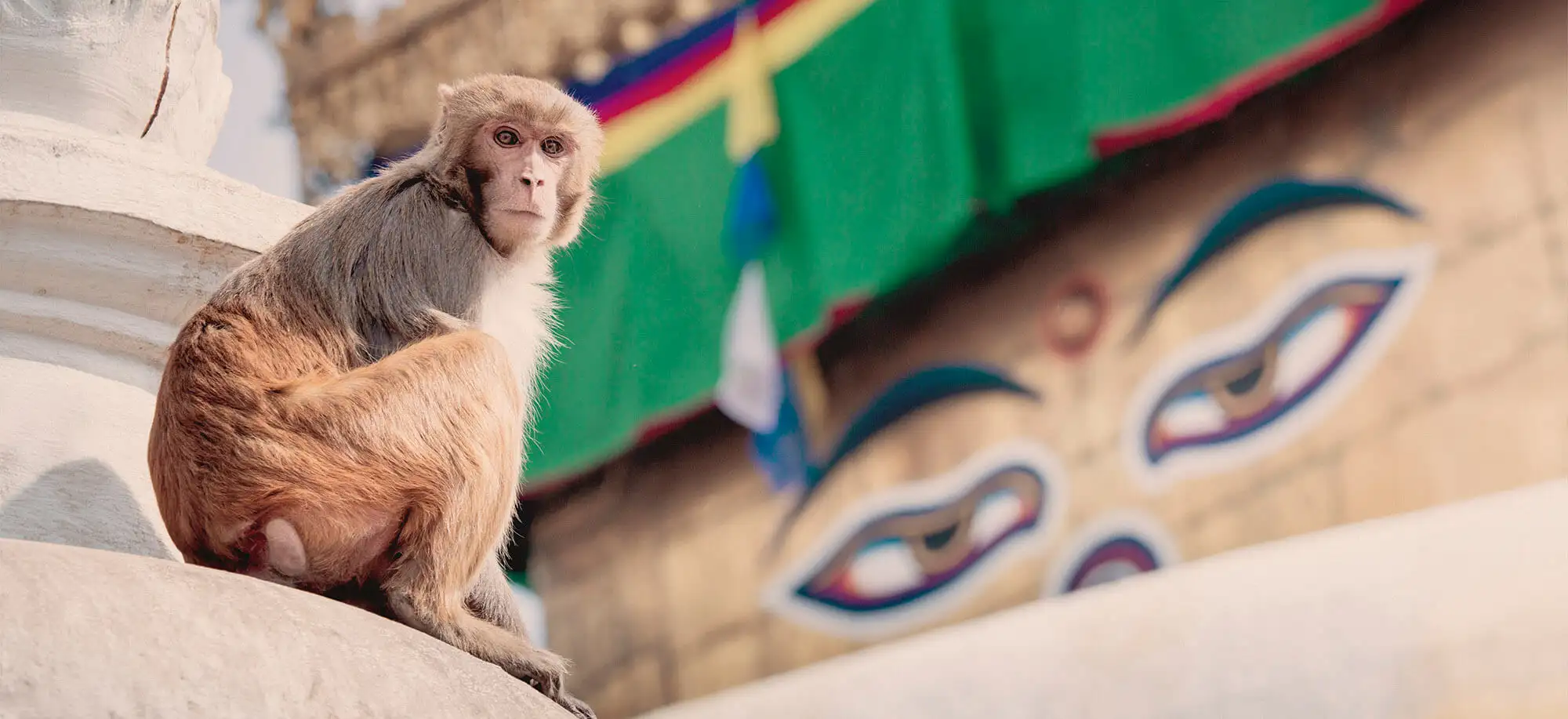 image-viajar-a-nepal-templo-de-swayambunath-g-3.webp - Pangea Viajes