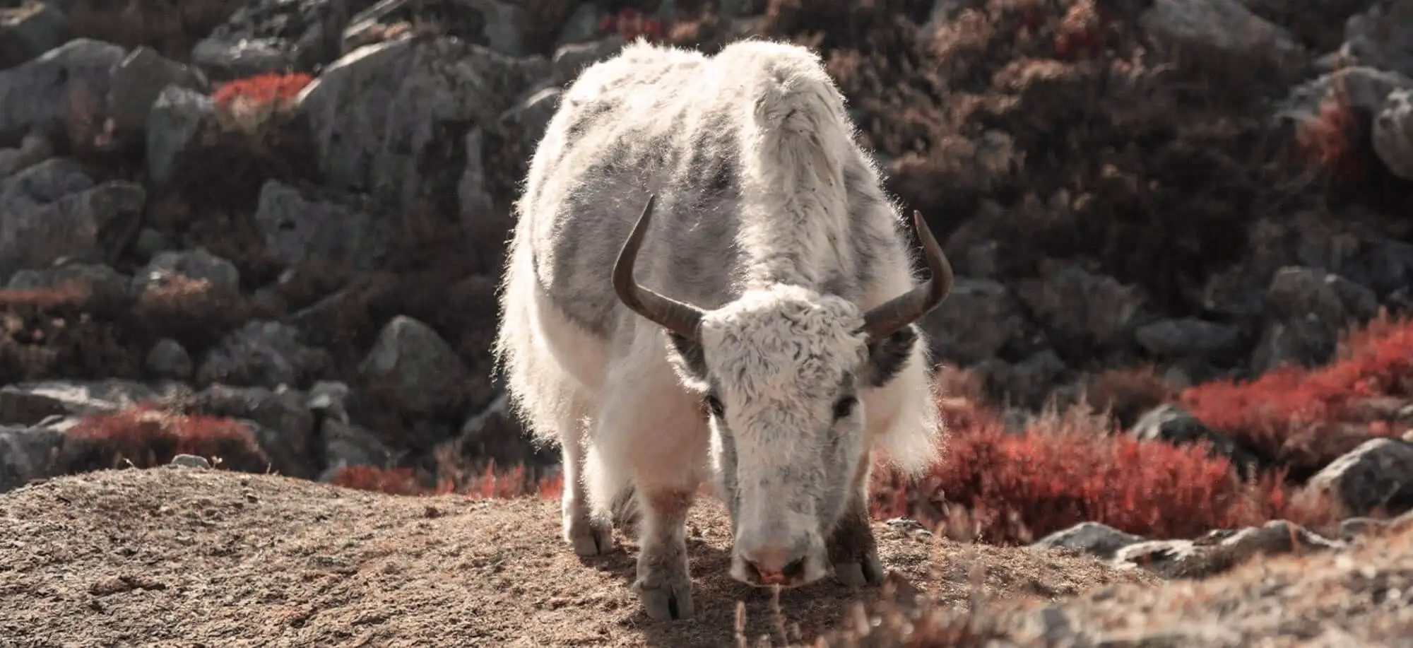 image-viajar-a-nepal-valle-de-pokhara-g-3.webp - Pangea Viajes