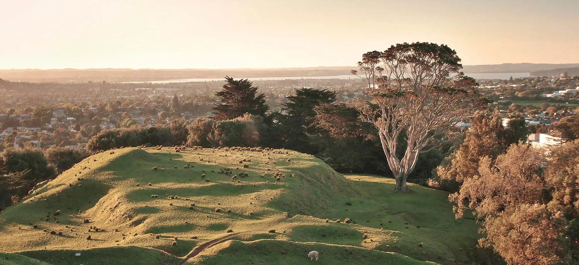 image-viajar-a-nueva-zelanda-auckland-g2.webp - Pangea Viajes