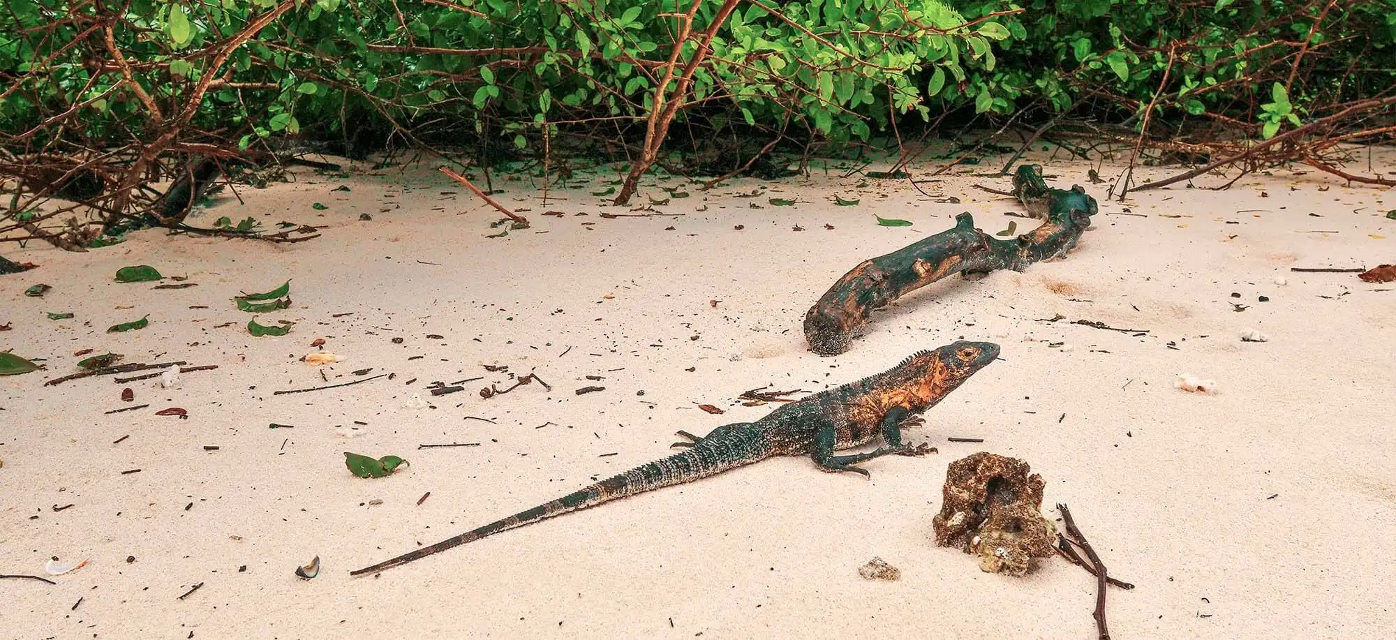 image-viajar-a-panamá-archipiélago-san-blas-g-1.webp - Pangea Viajes