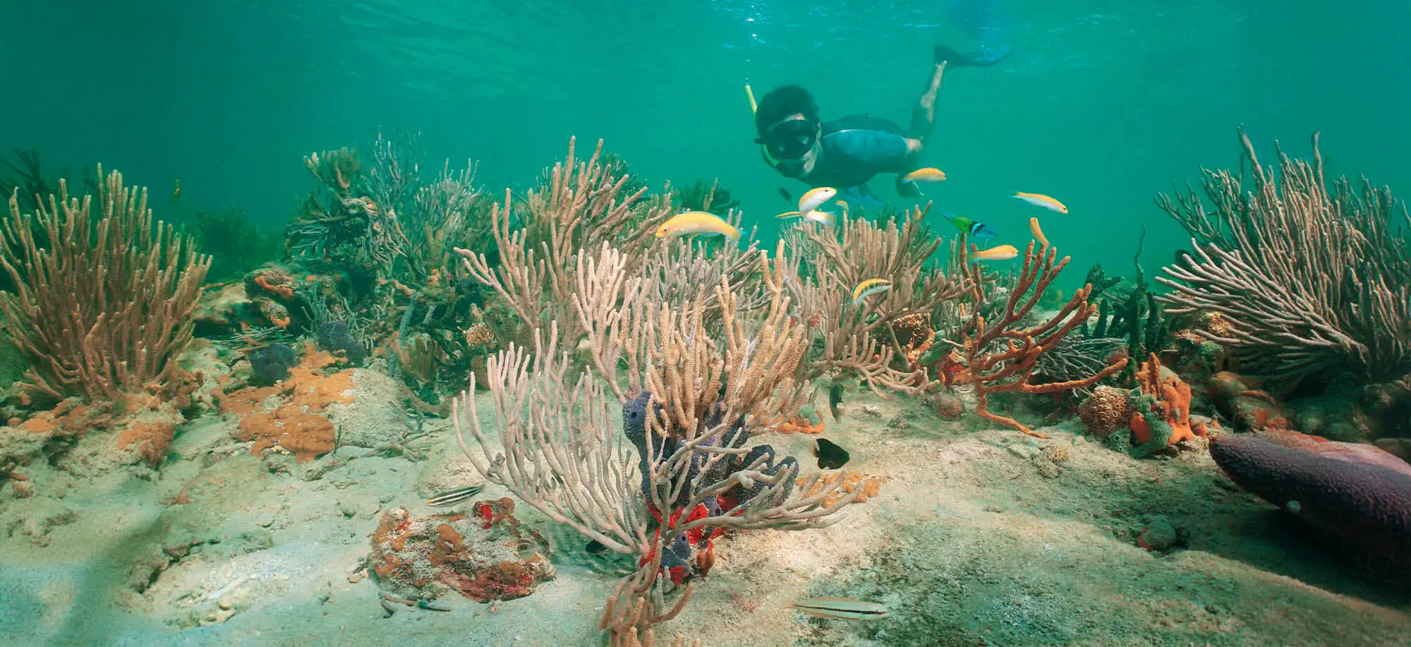 image-viajar-a-panamá-bocas-del-toro-g-2.webp - Pangea Viajes