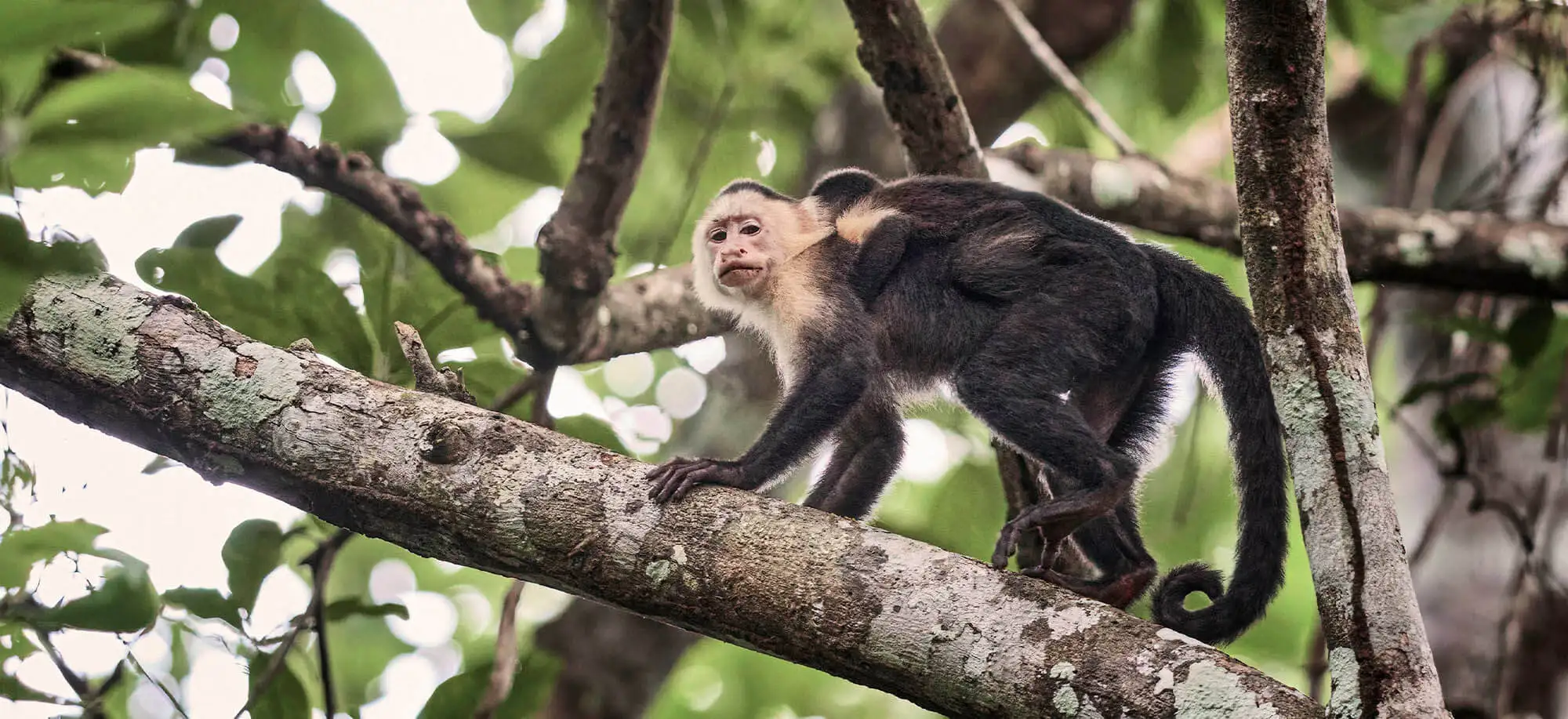 image-viajar-a-panamá-boqueteg-g-1.webp - Pangea Viajes