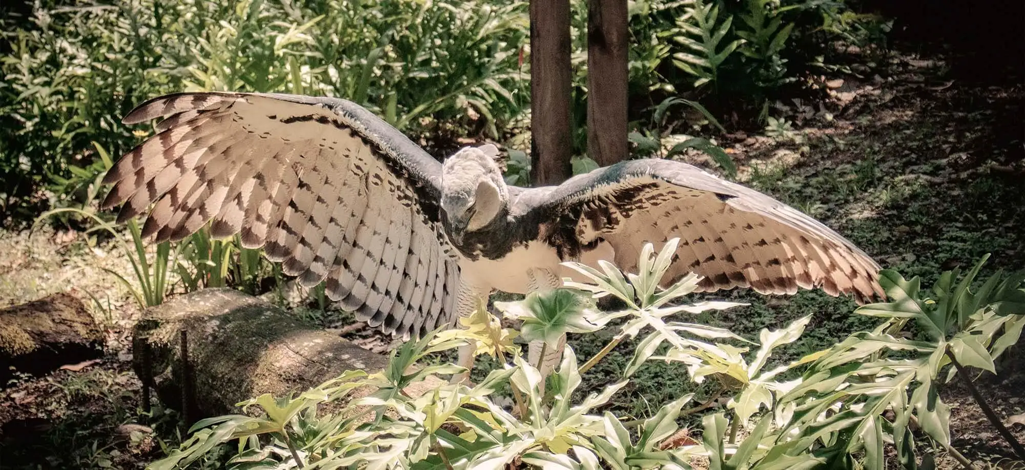 image-viajar-a-panamá-parque-nacional-volcán-barú-g-1.webp - Pangea Viajes