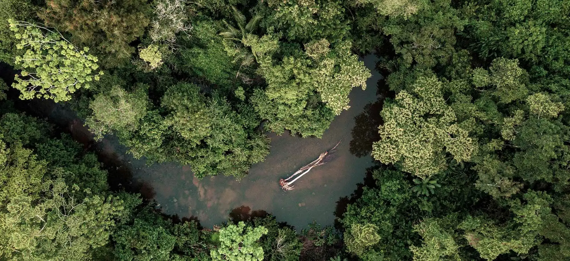 image-viajar-a-peru-selva-amazonica-g1.webp - Pangea Viajes