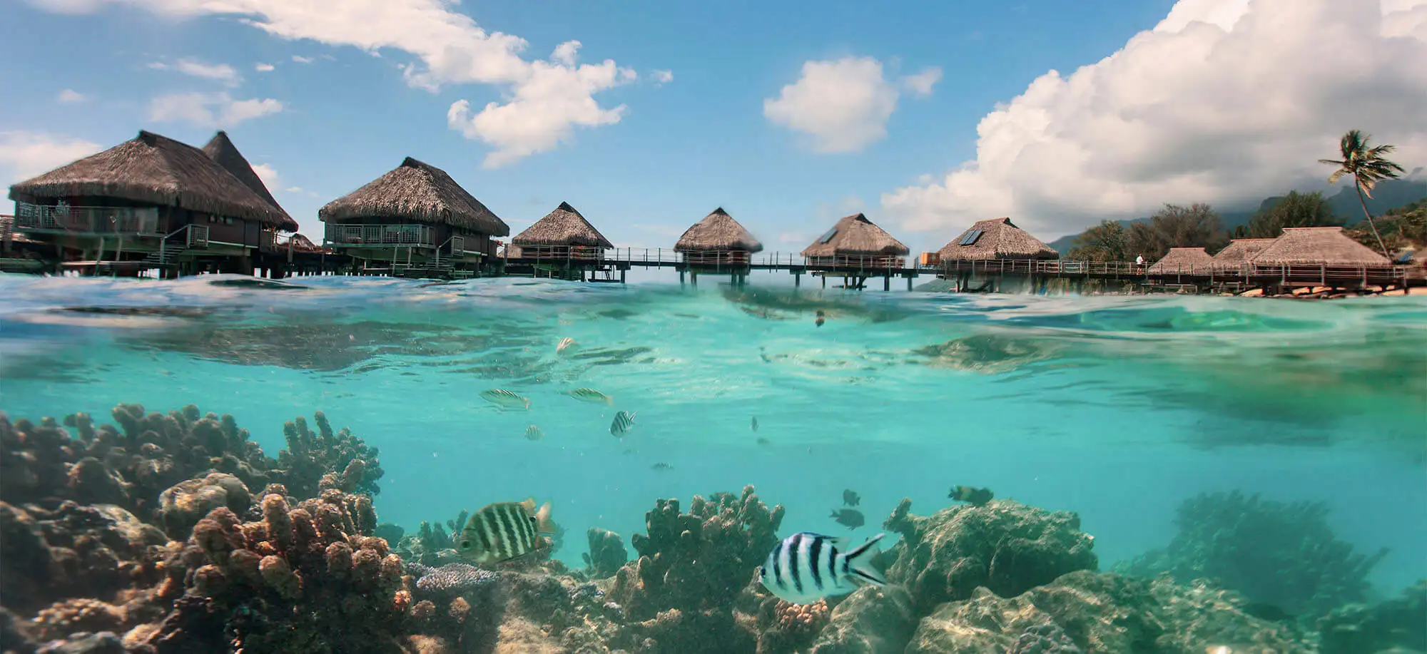 image-viajar-a-polinesia-francesa-moorea-g3.webp - Pangea Viajes