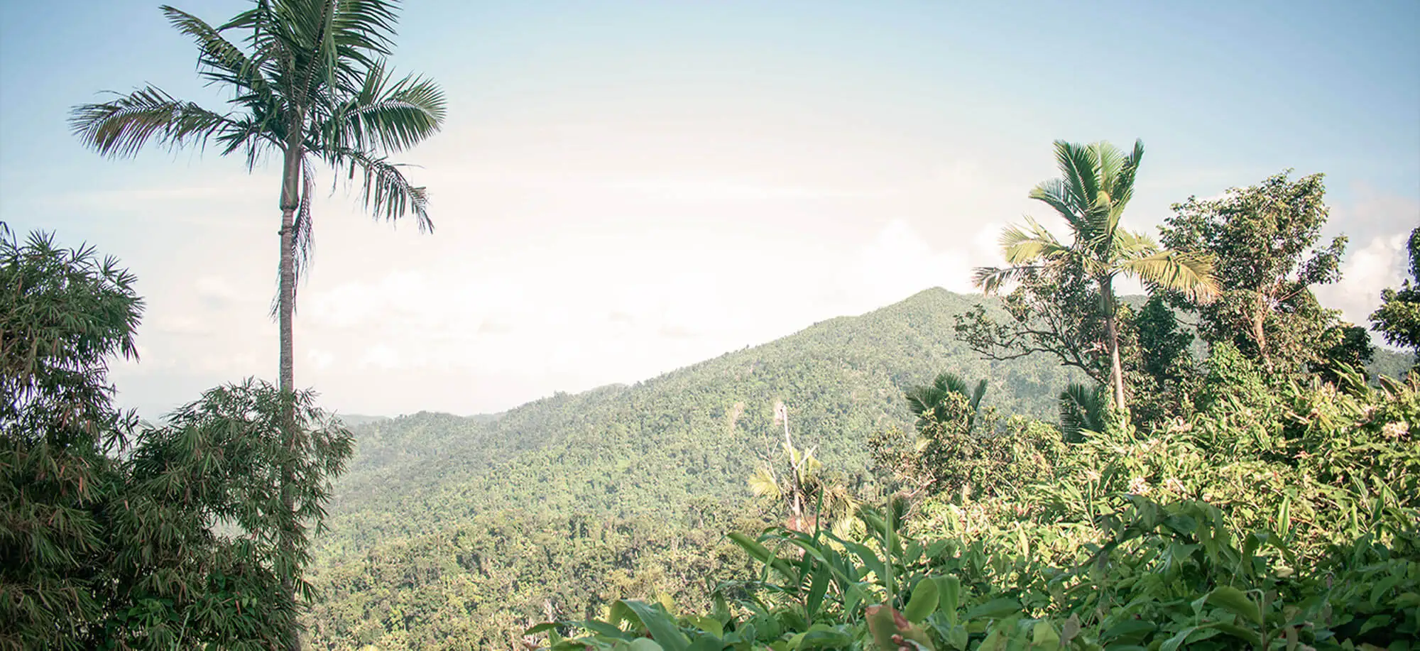 image-viajar-a-puerto rico-parque nacional el yunque-g-1.webp - Pangea Viajes