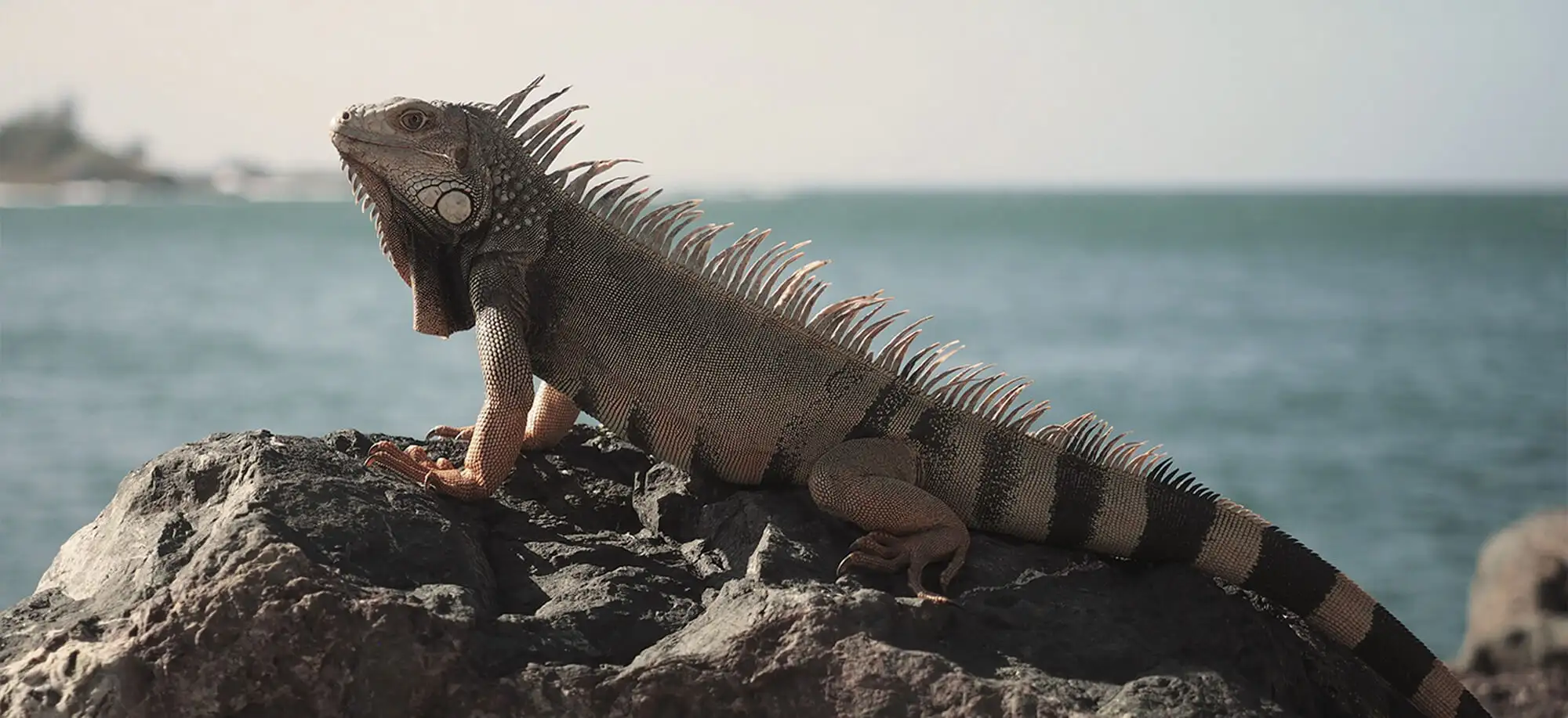 image-viajar-a-puerto rico-viejo san juan-g-1.webp - Pangea Viajes