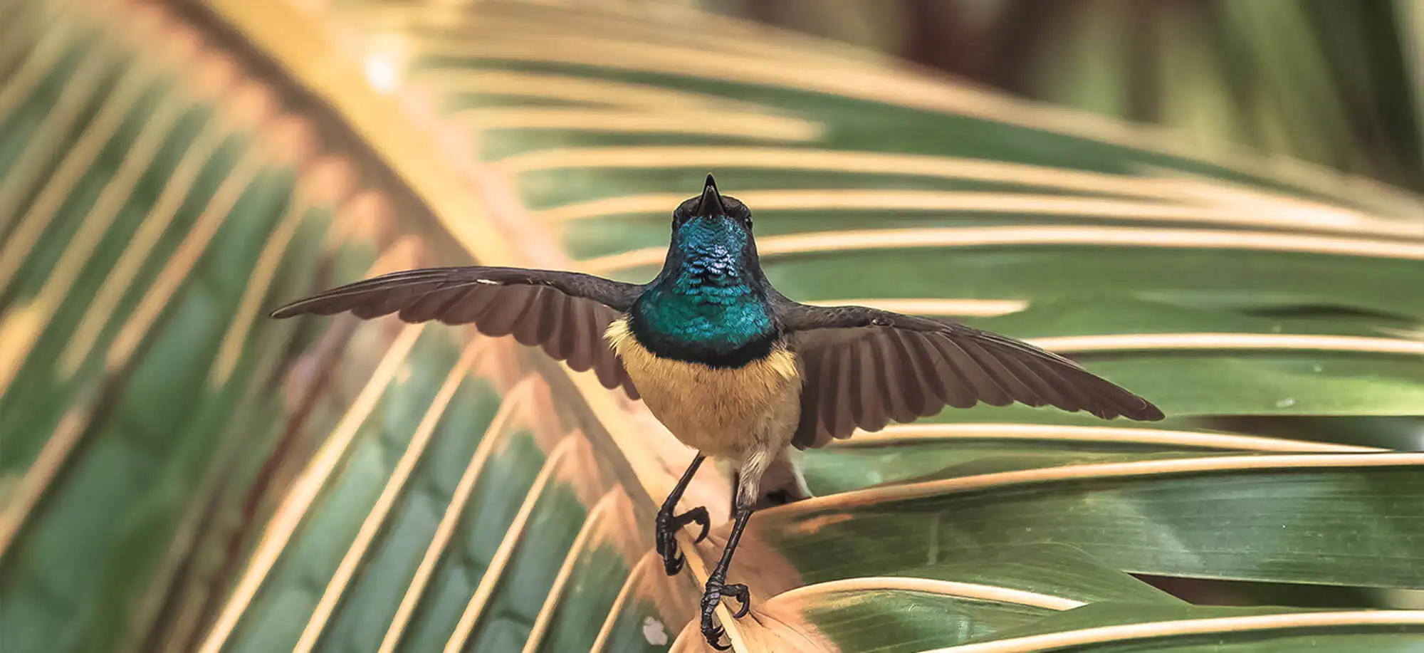 image-viajar-a-santo tome y principe-parque nacional de obo-g-2.webp - Pangea Viajes