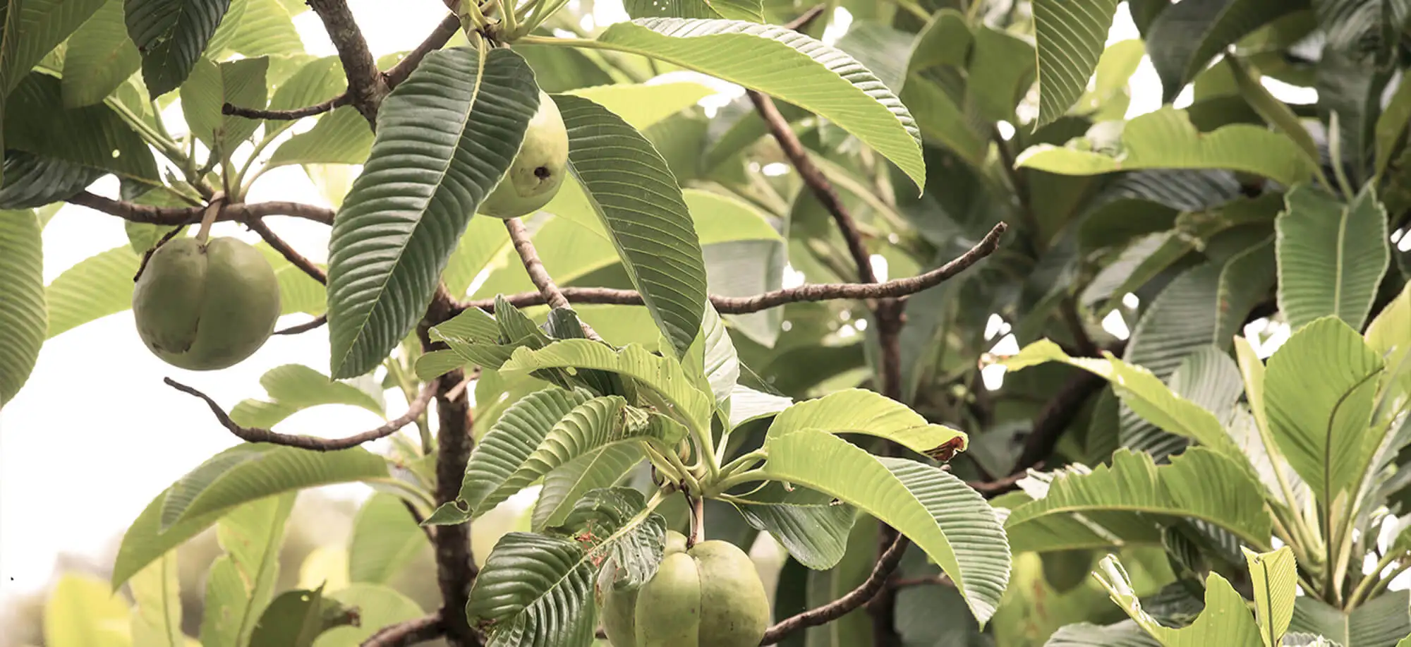 image-viajar-a-santo tome y principe-pico cao grande-g-3.webp - Pangea Viajes