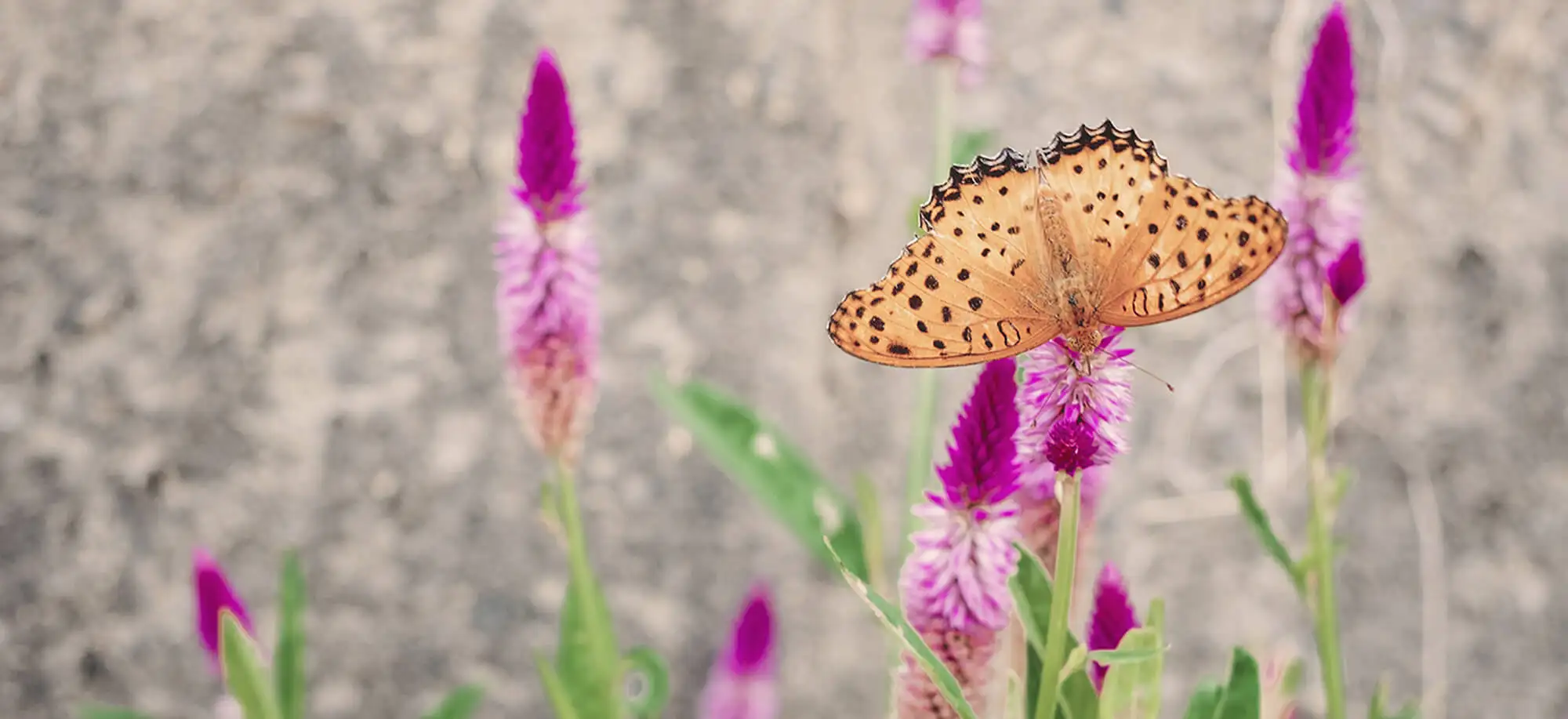 image-viajar-a-santo tome y principe-principe-g-2.webp - Pangea Viajes