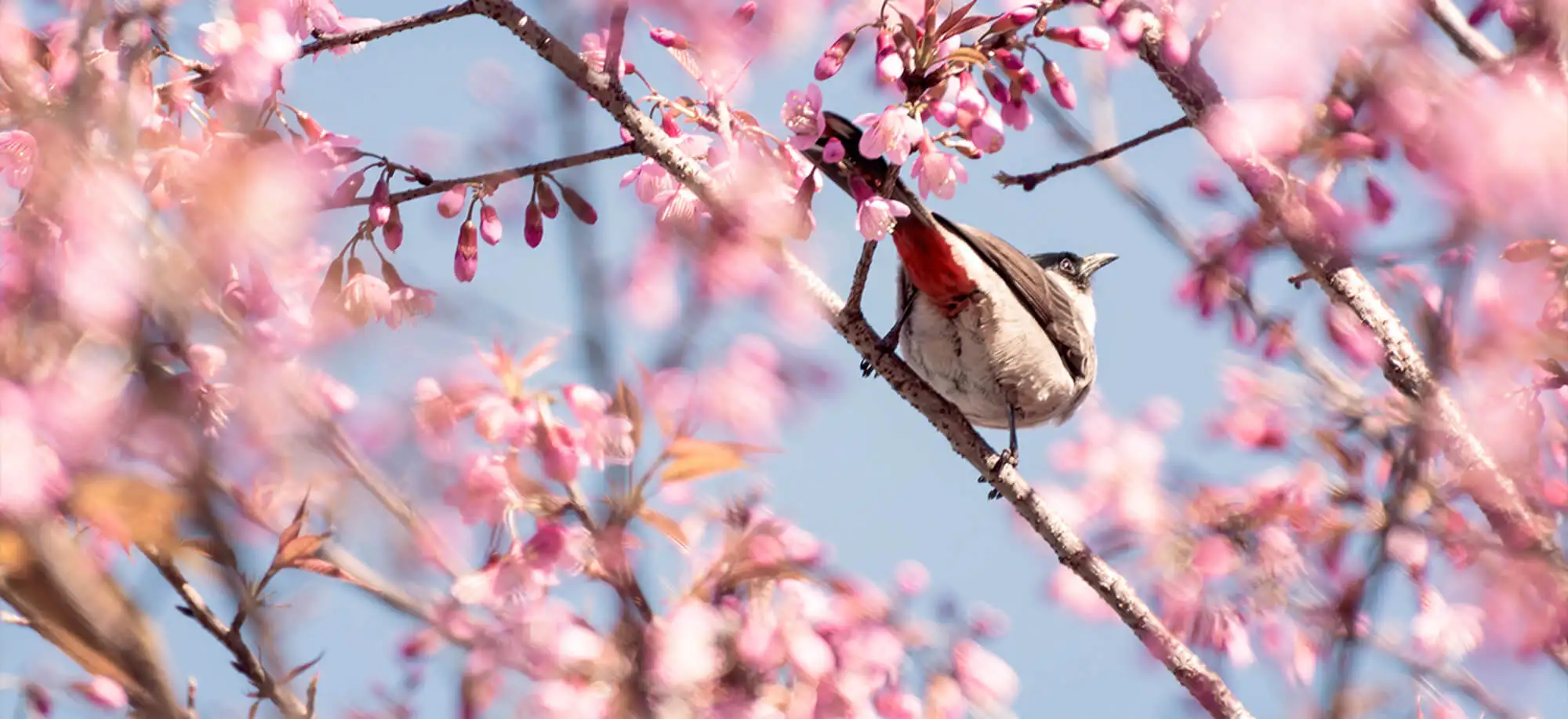 image-viajar-a-seychelles-Isla bird-g-1.webp - Pangea Viajes