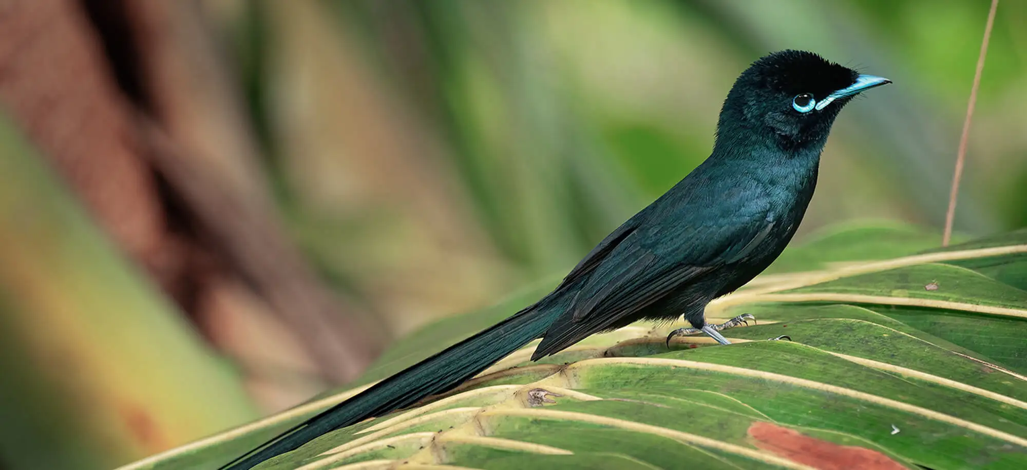 image-viajar-a-seychelles-Isla bird-g-3.webp - Pangea Viajes