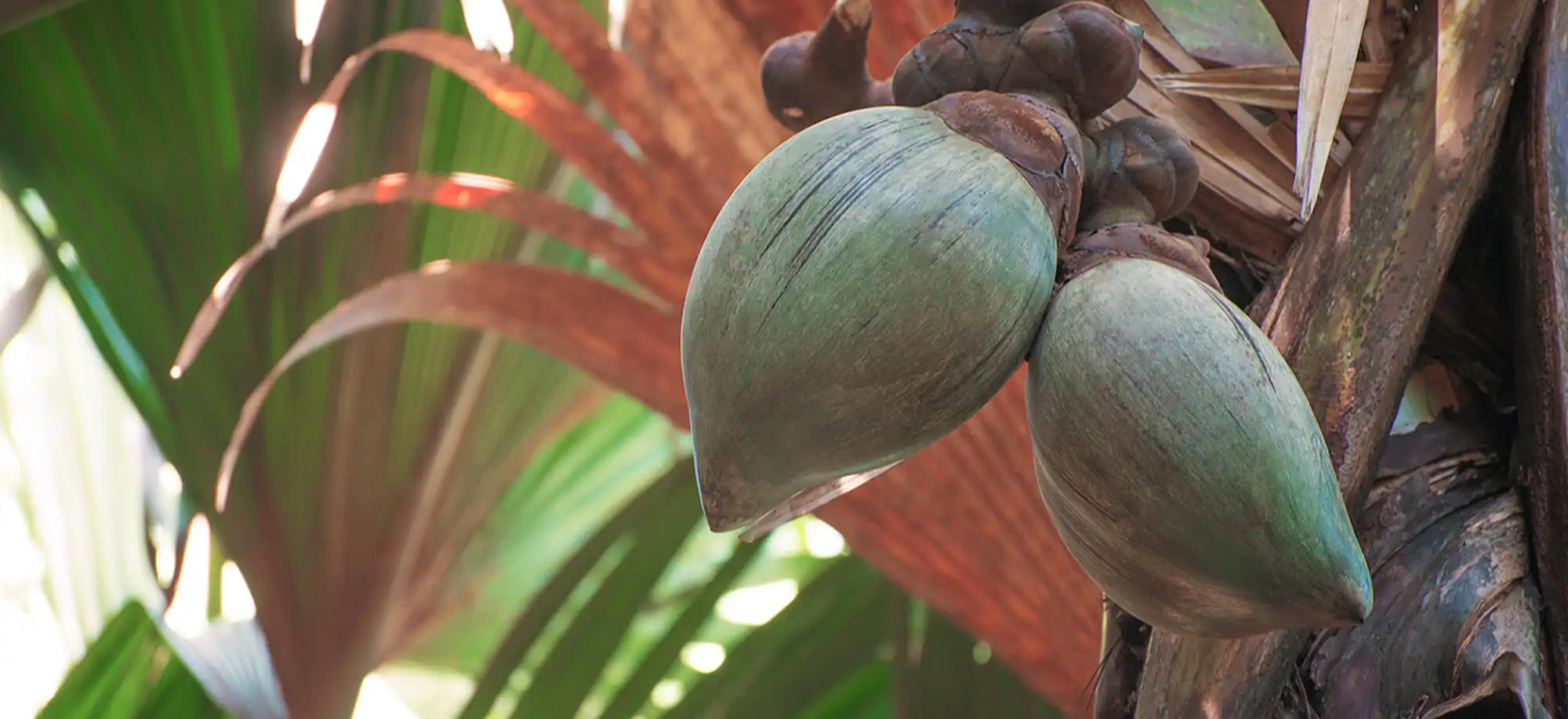 image-viajar-a-seychelles-Reserva natural de valle de mai-g-1.webp - Pangea Viajes