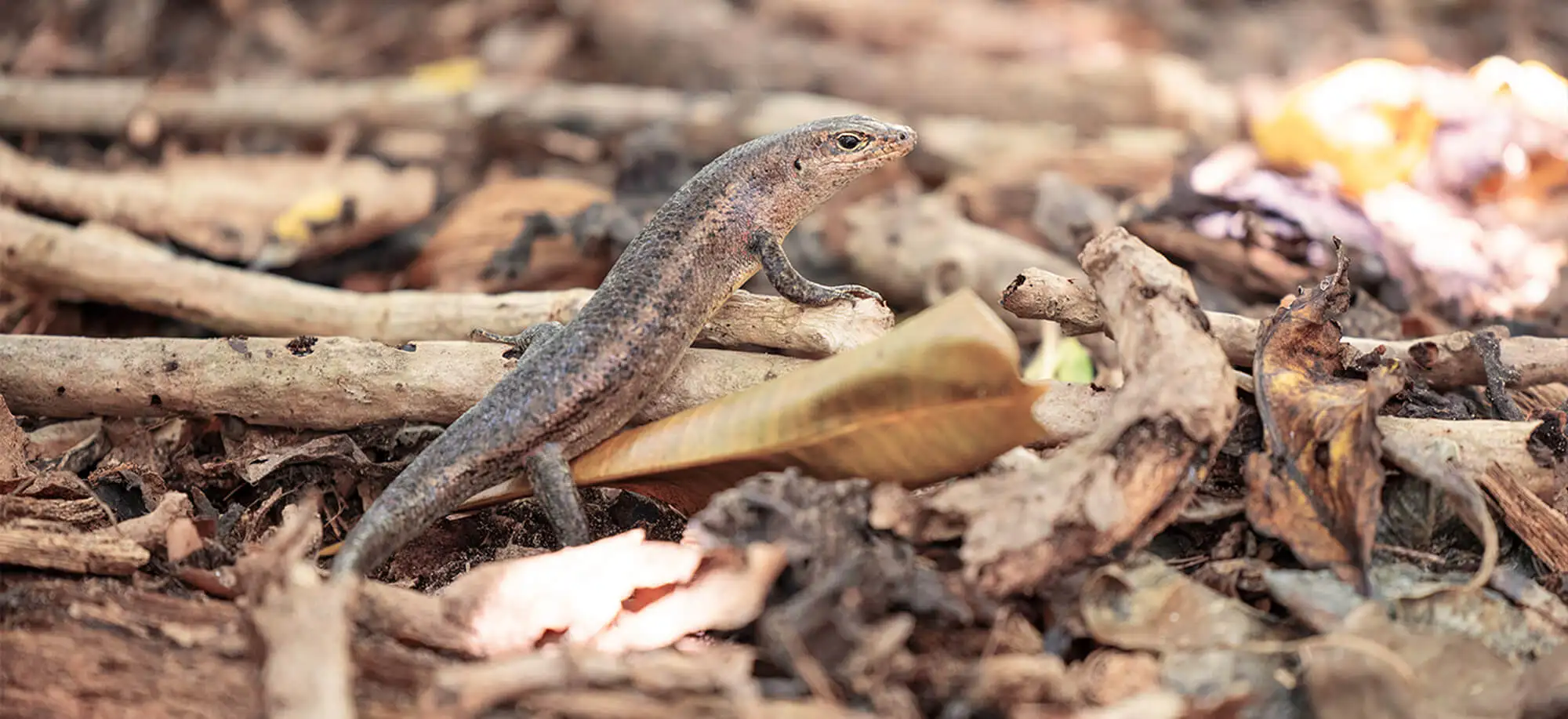 image-viajar-a-seychelles-Reserva natural de valle de mai-g-2.webp - Pangea Viajes