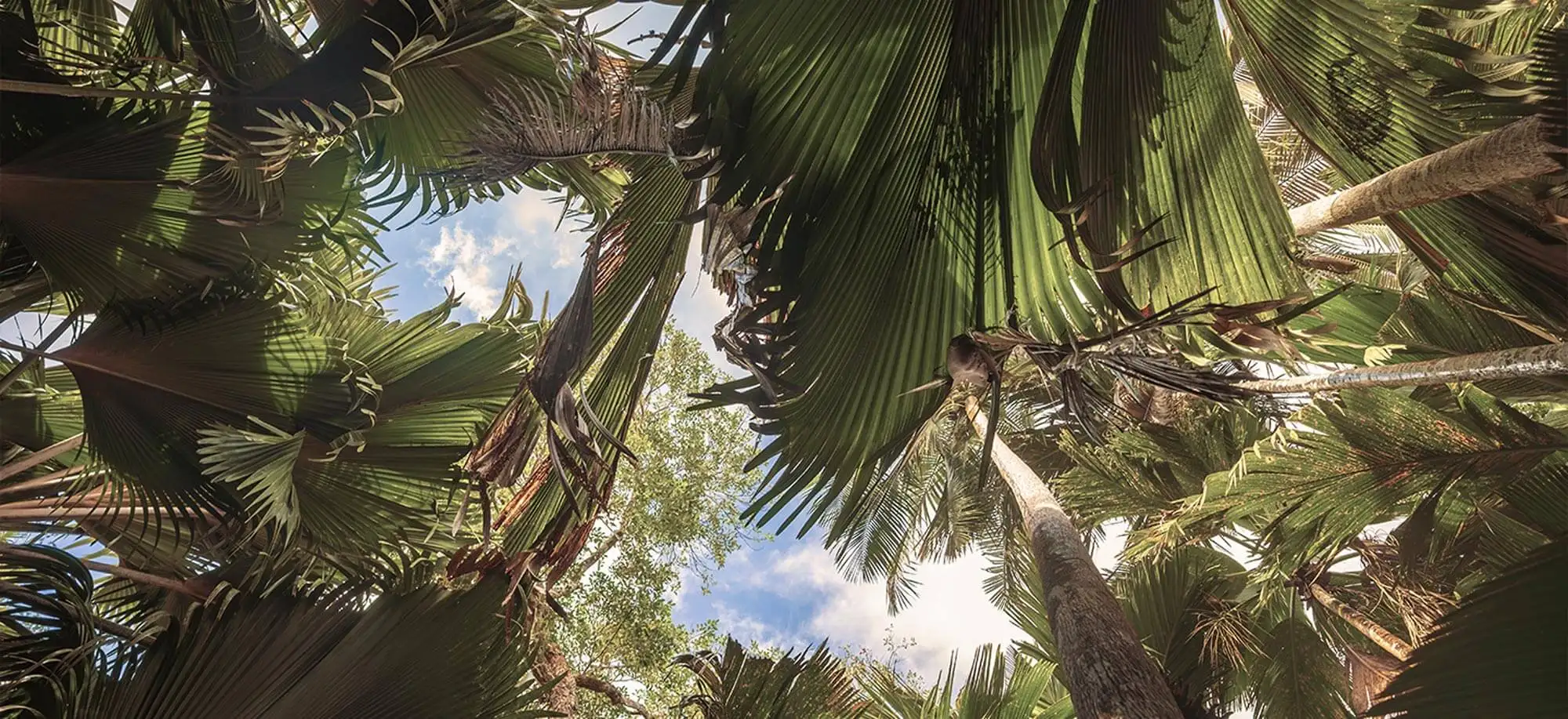 image-viajar-a-seychelles-Reserva natural de valle de mai-g-3.webp - Pangea Viajes