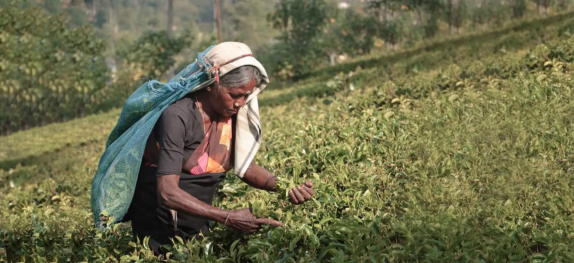 image-viajar-a-sri-lanka-el-mejor-te-del-mundo-nuwara-eliya-g2.webp - Pangea Viajes