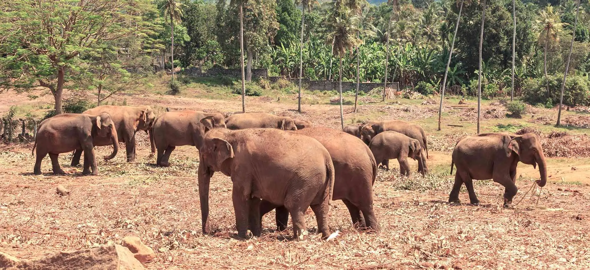 image-viajar-a-sri-lanka-elefantes-g1.webp - Pangea Viajes