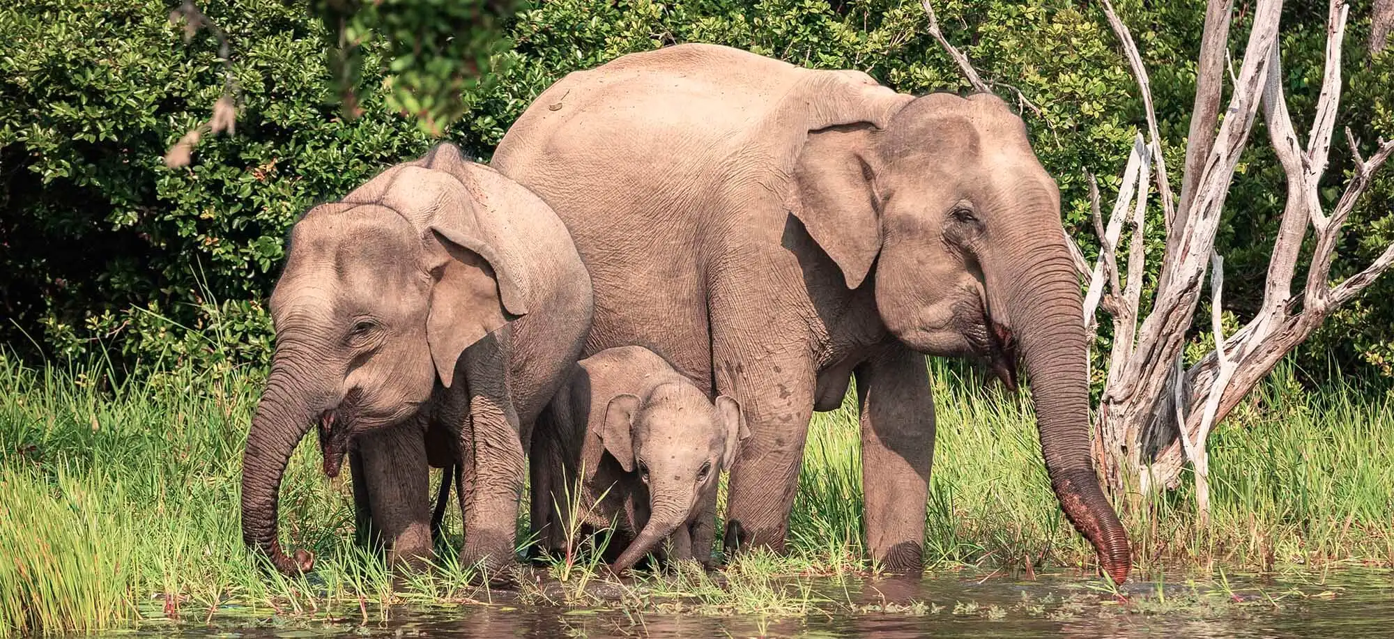 image-viajar-a-sri-lanka-elefantes-g2.webp - Pangea Viajes
